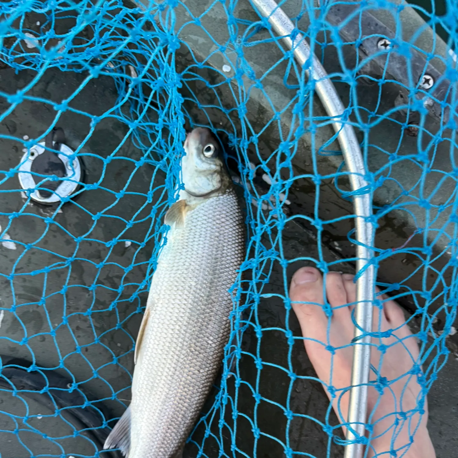 The most recent Lake whitefish catches on Fishbrain