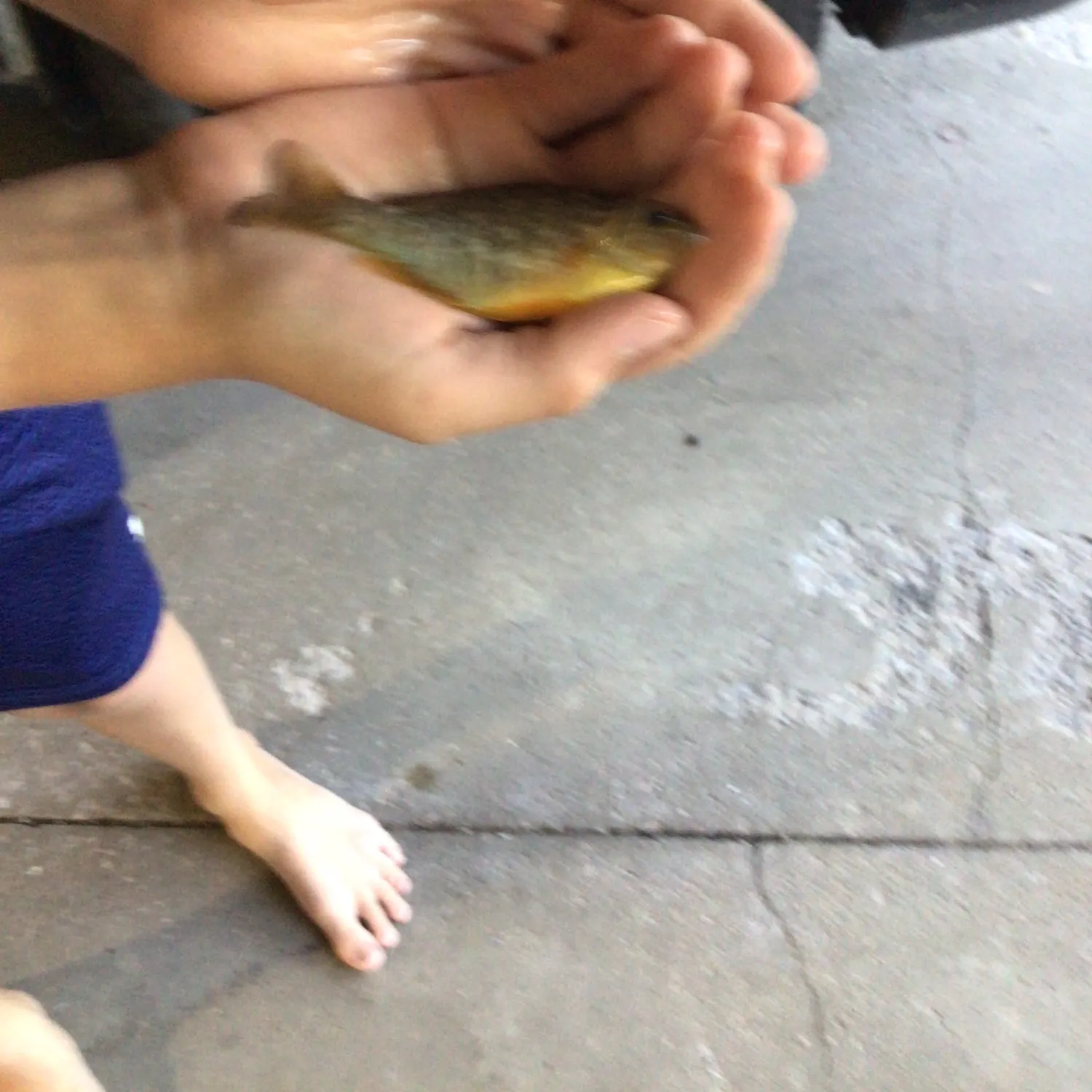 Pumpkinseed caught on Fishbrain