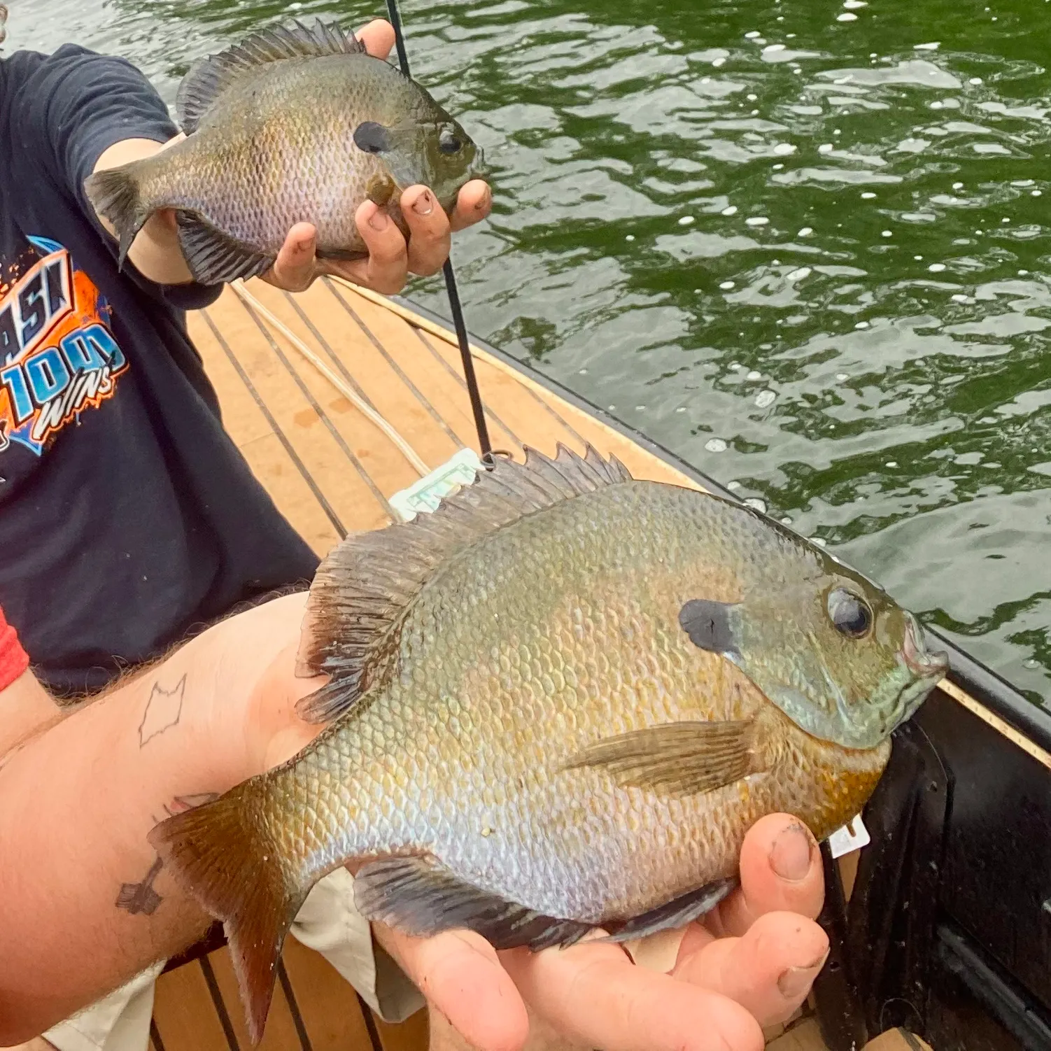 recently logged catches