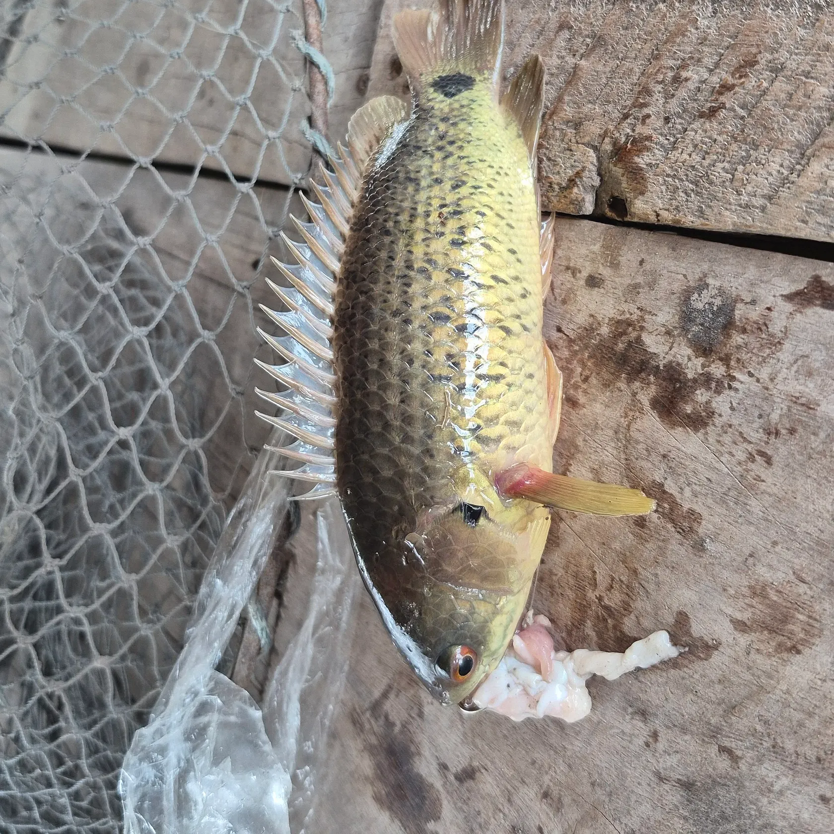 The most recent Climbing perch catches on Fishbrain