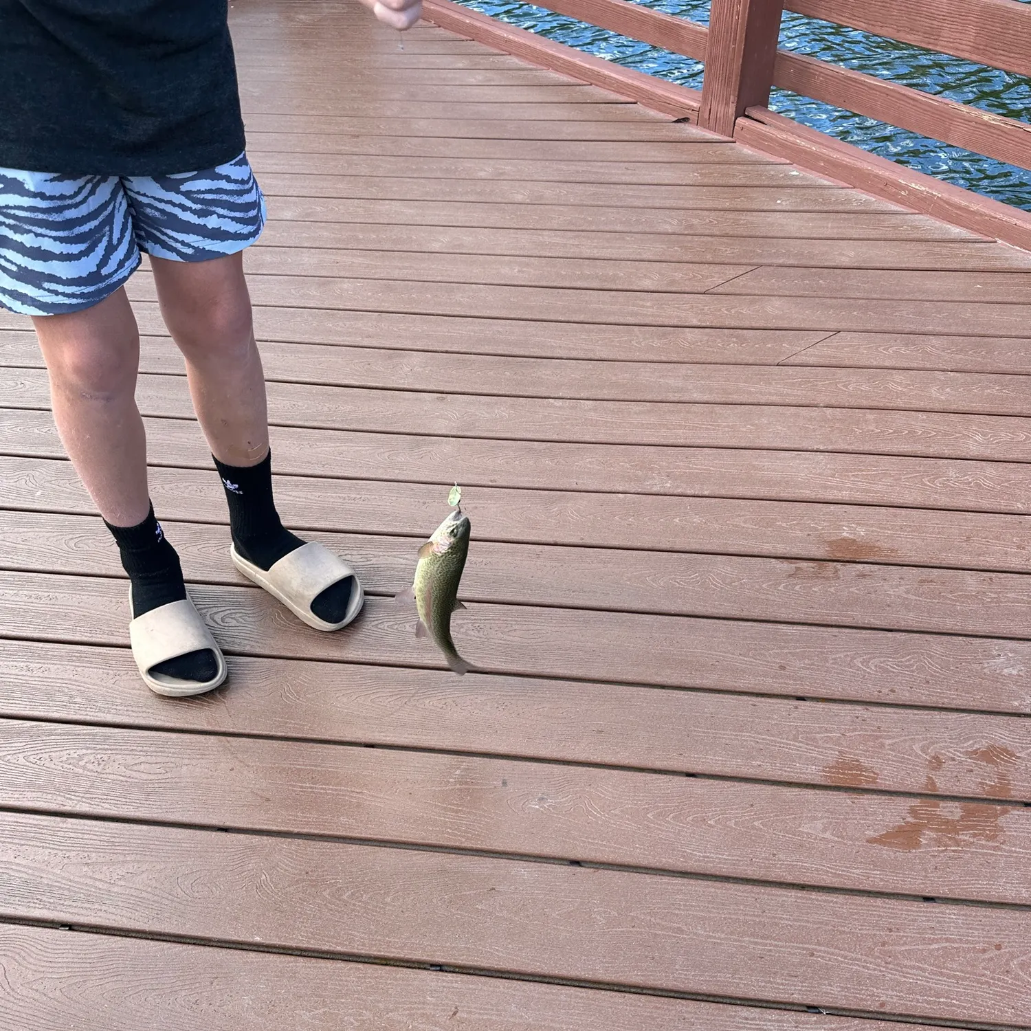 Rainbow trout caught on Fishbrain