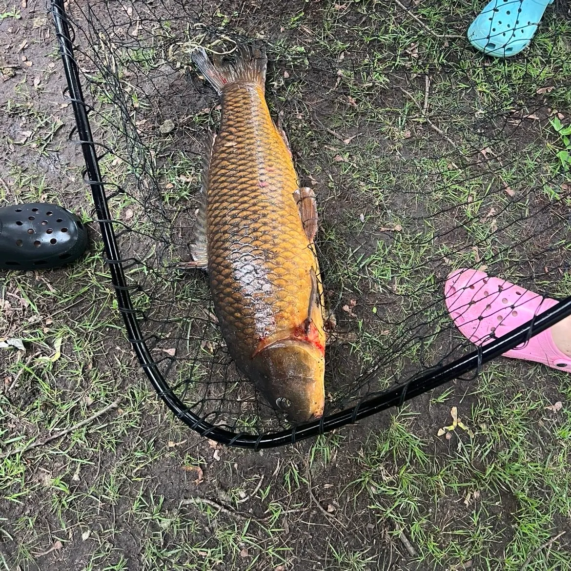 Common carp caught on Fishbrain