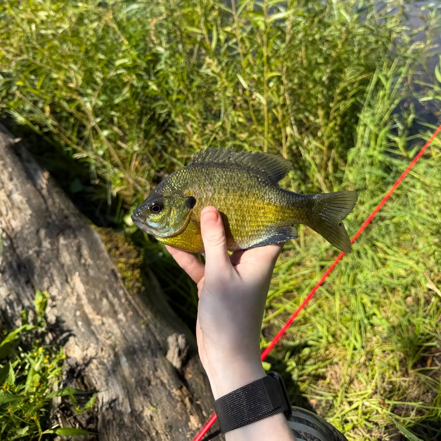 Bluegill caught on Fishbrain