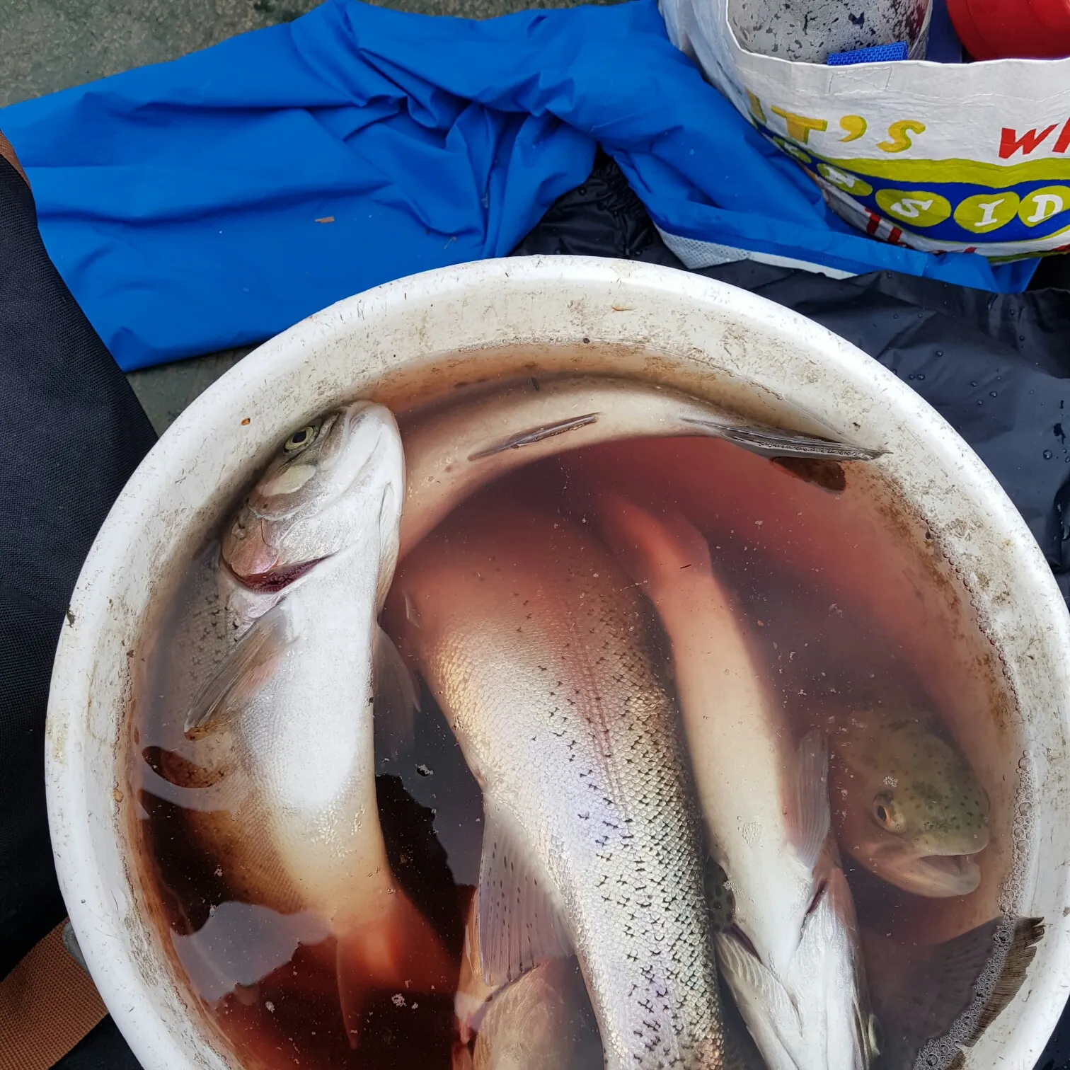 recently logged catches