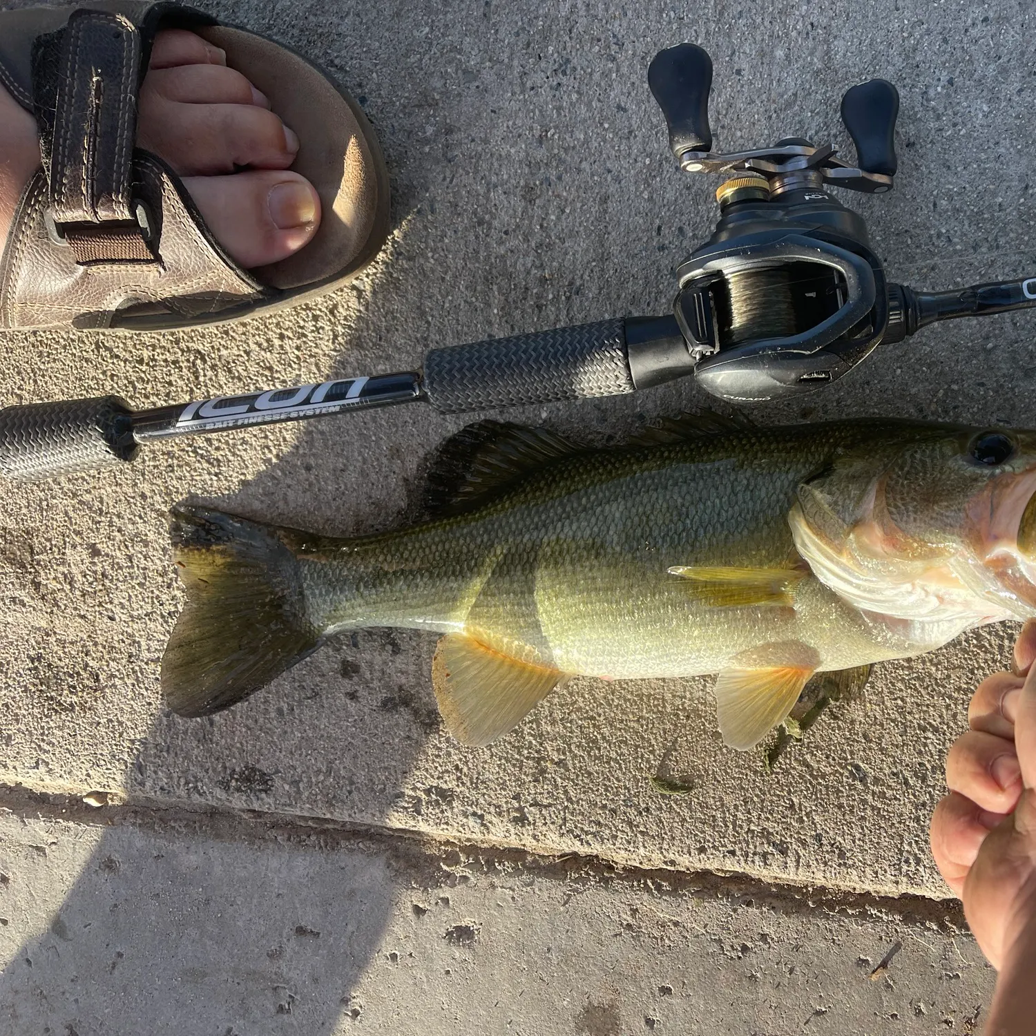 Largemouth bass caught on Fishbrain