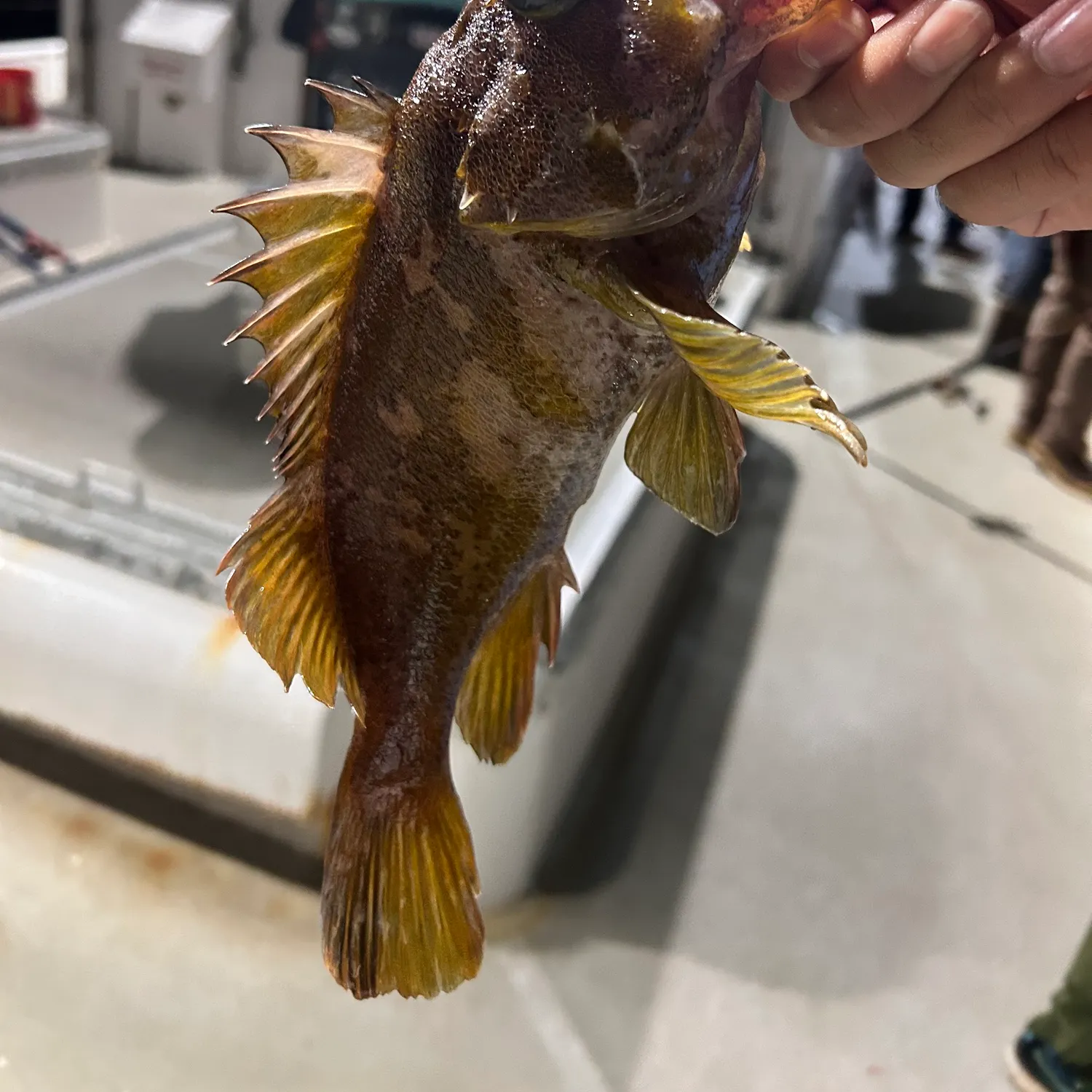 recently logged catches