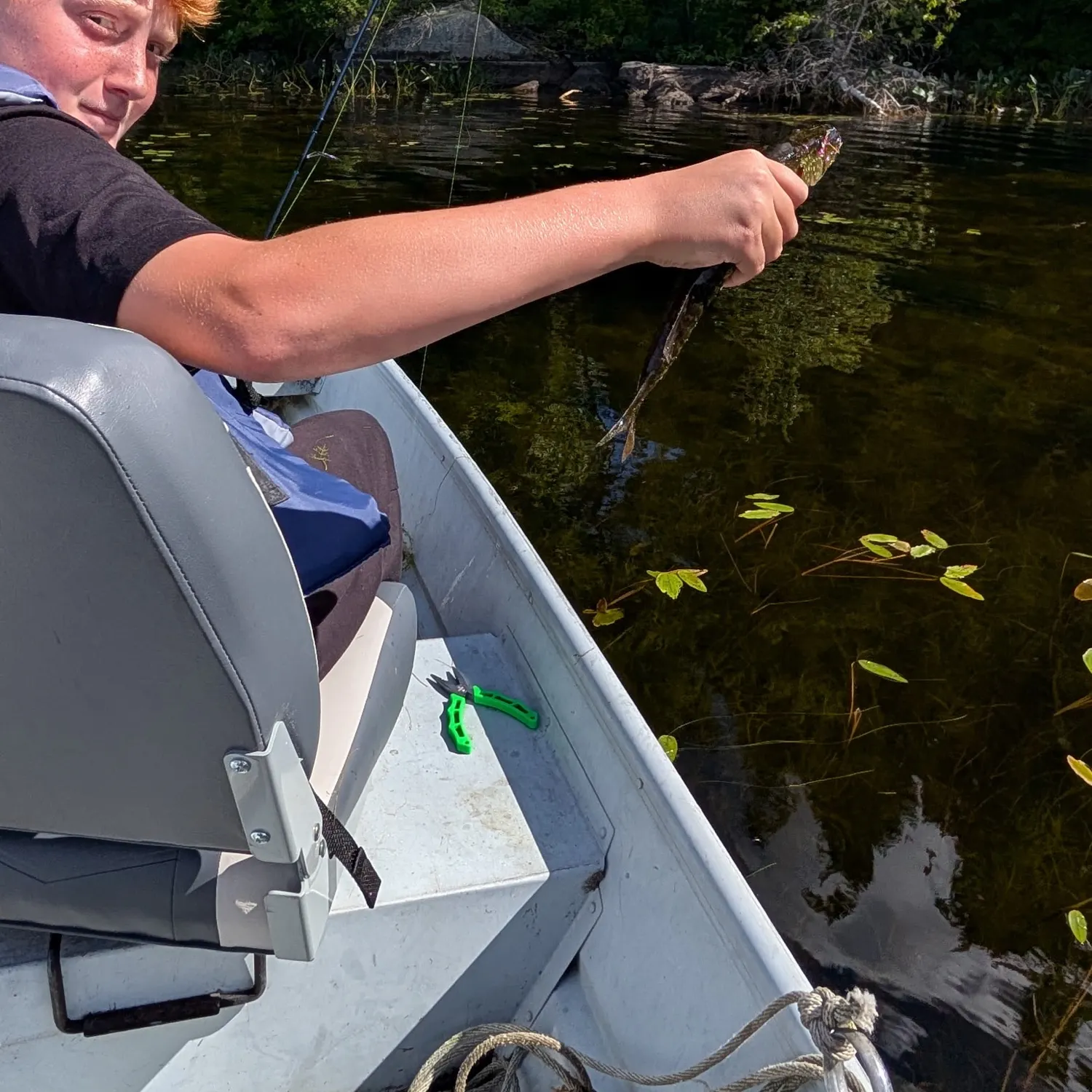 Chain pickerel caught on Fishbrain