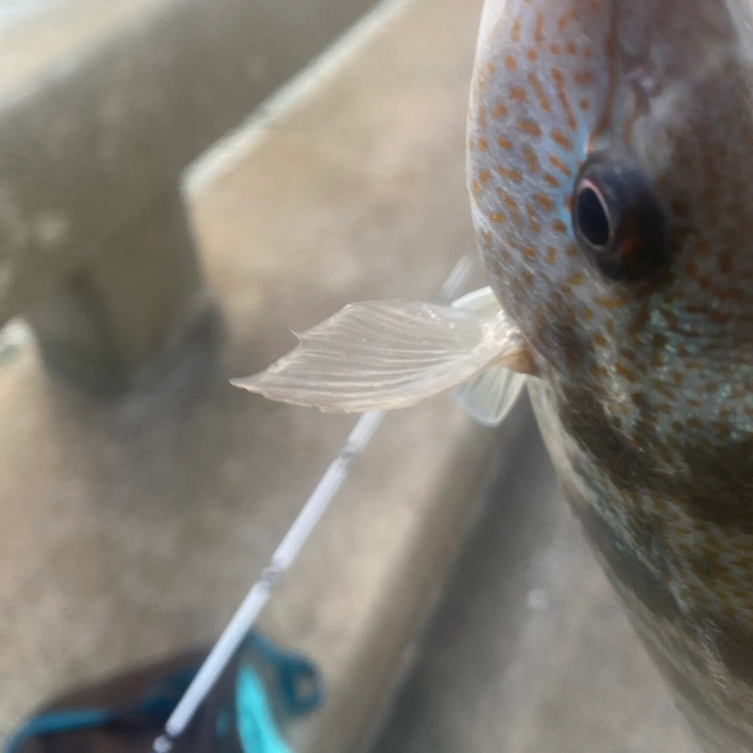 Gulf kingcroaker caught on Fishbrain