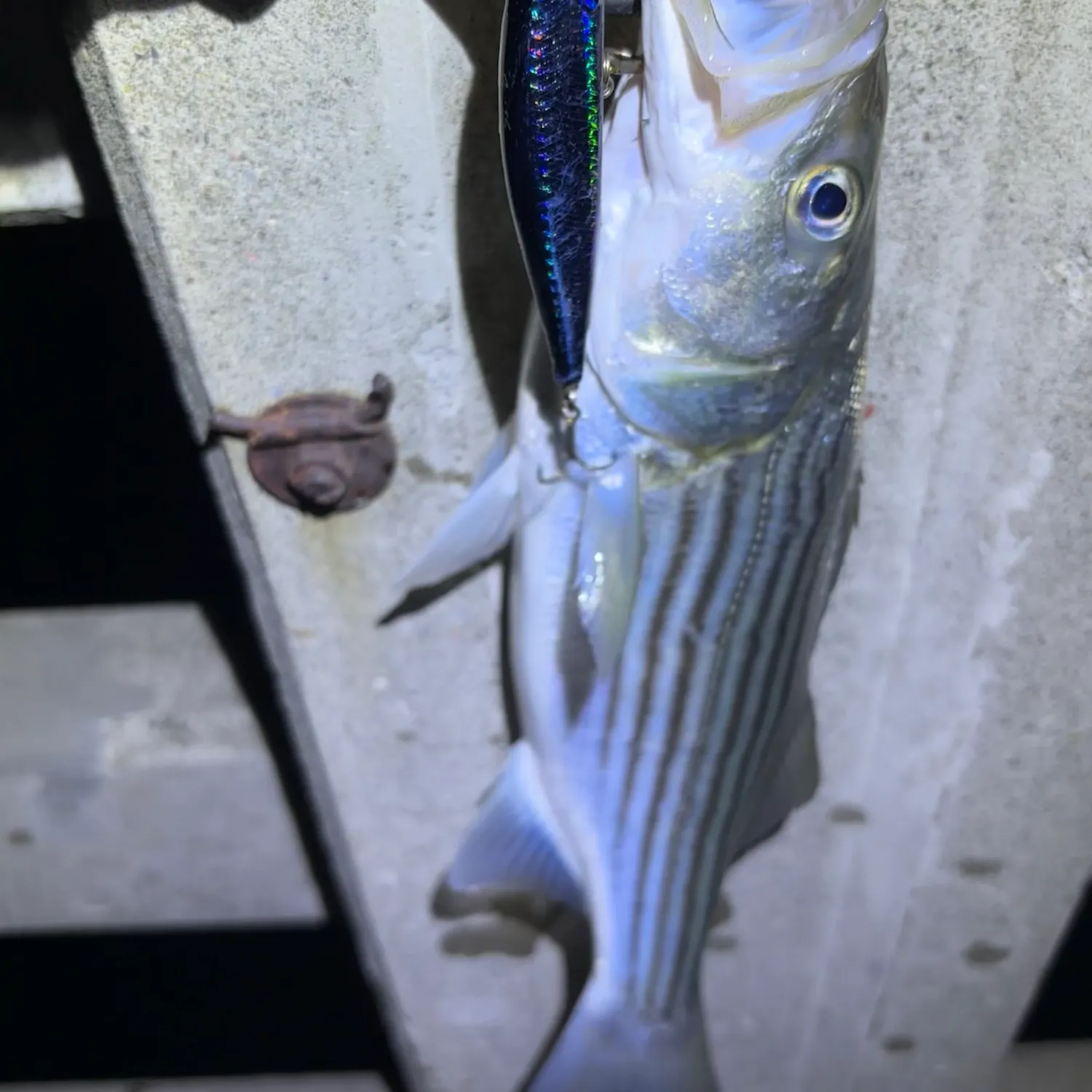 The most recent Striped bass catches on Fishbrain