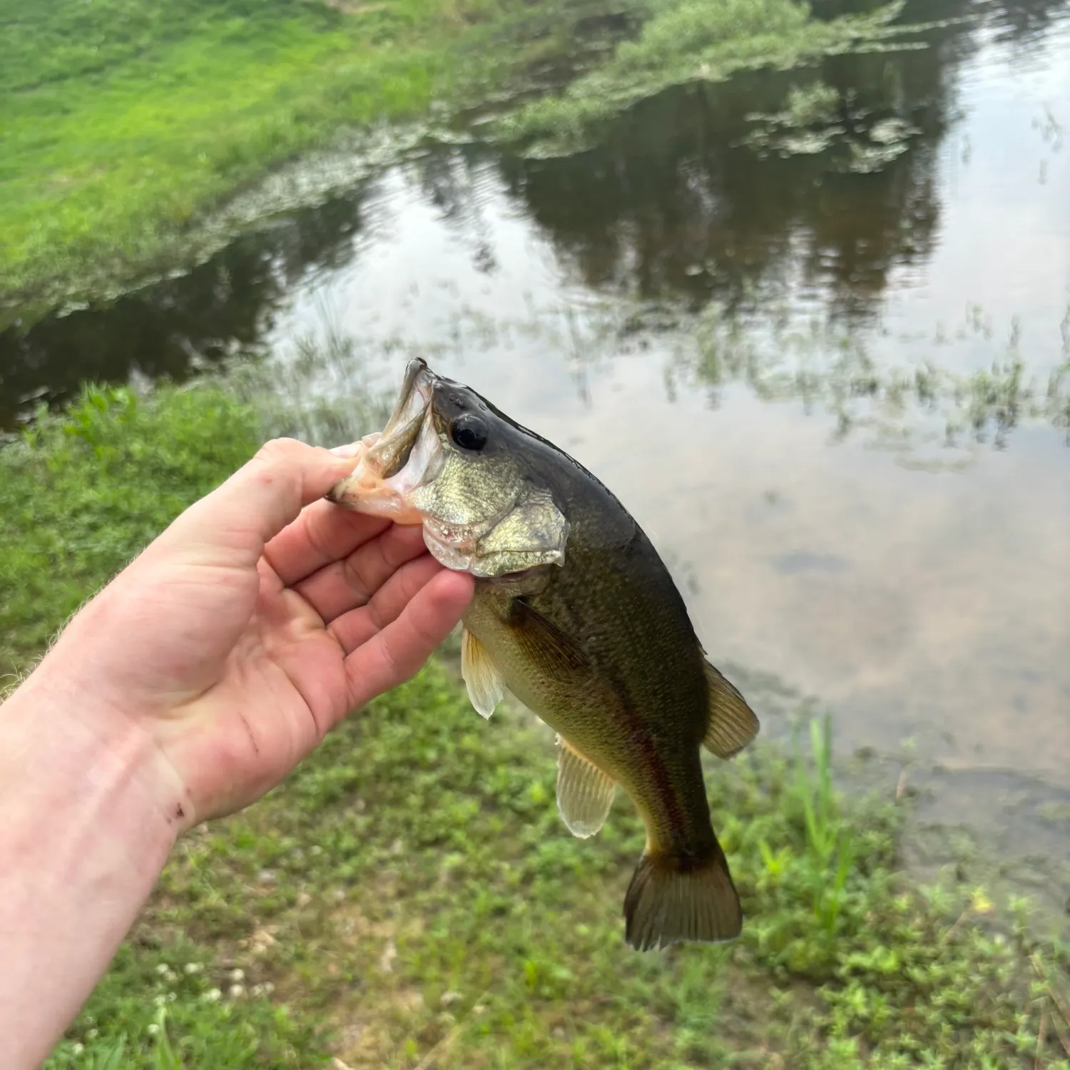 angler catch