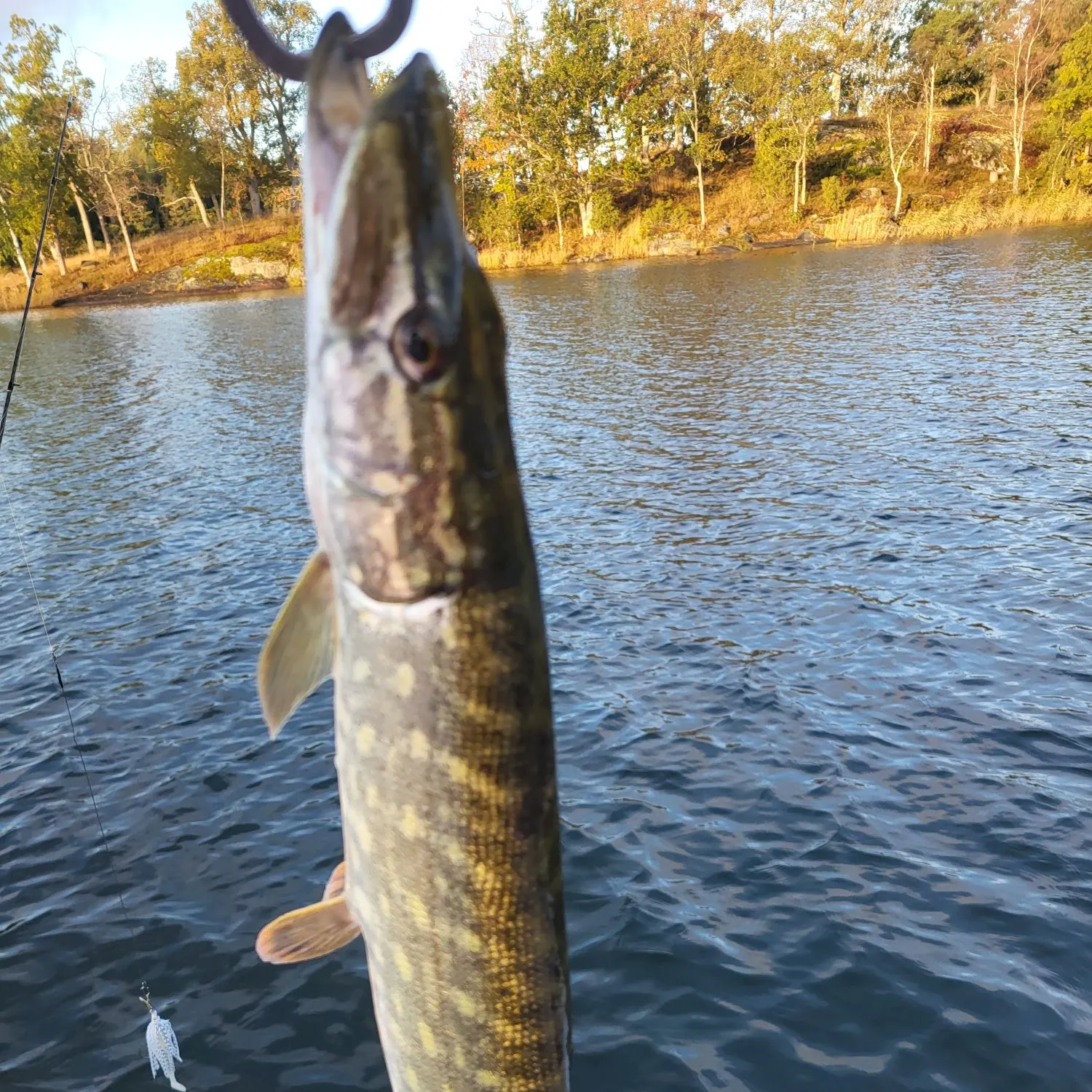 Northern pike caught on Fishbrain