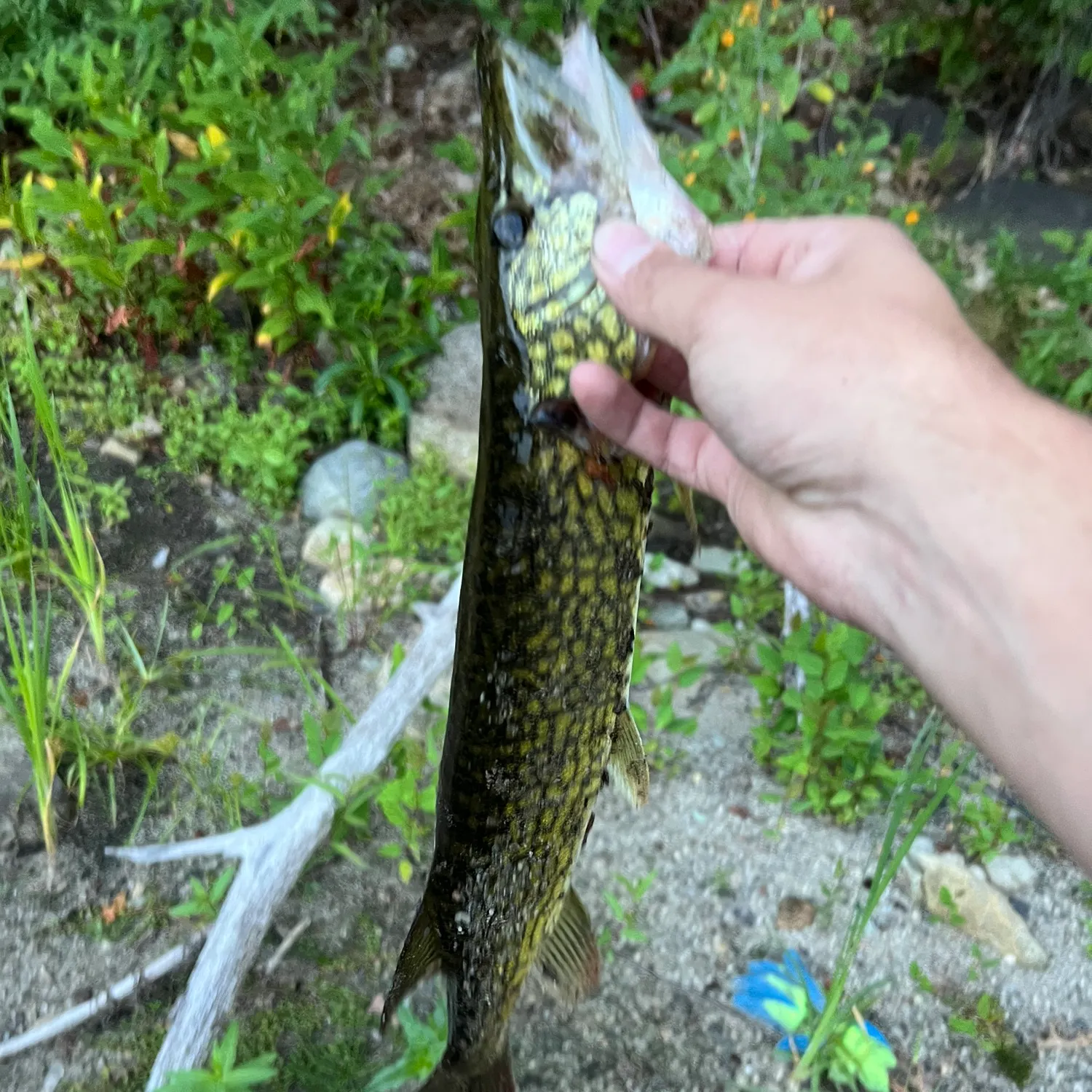 Chain pickerel caught on Fishbrain