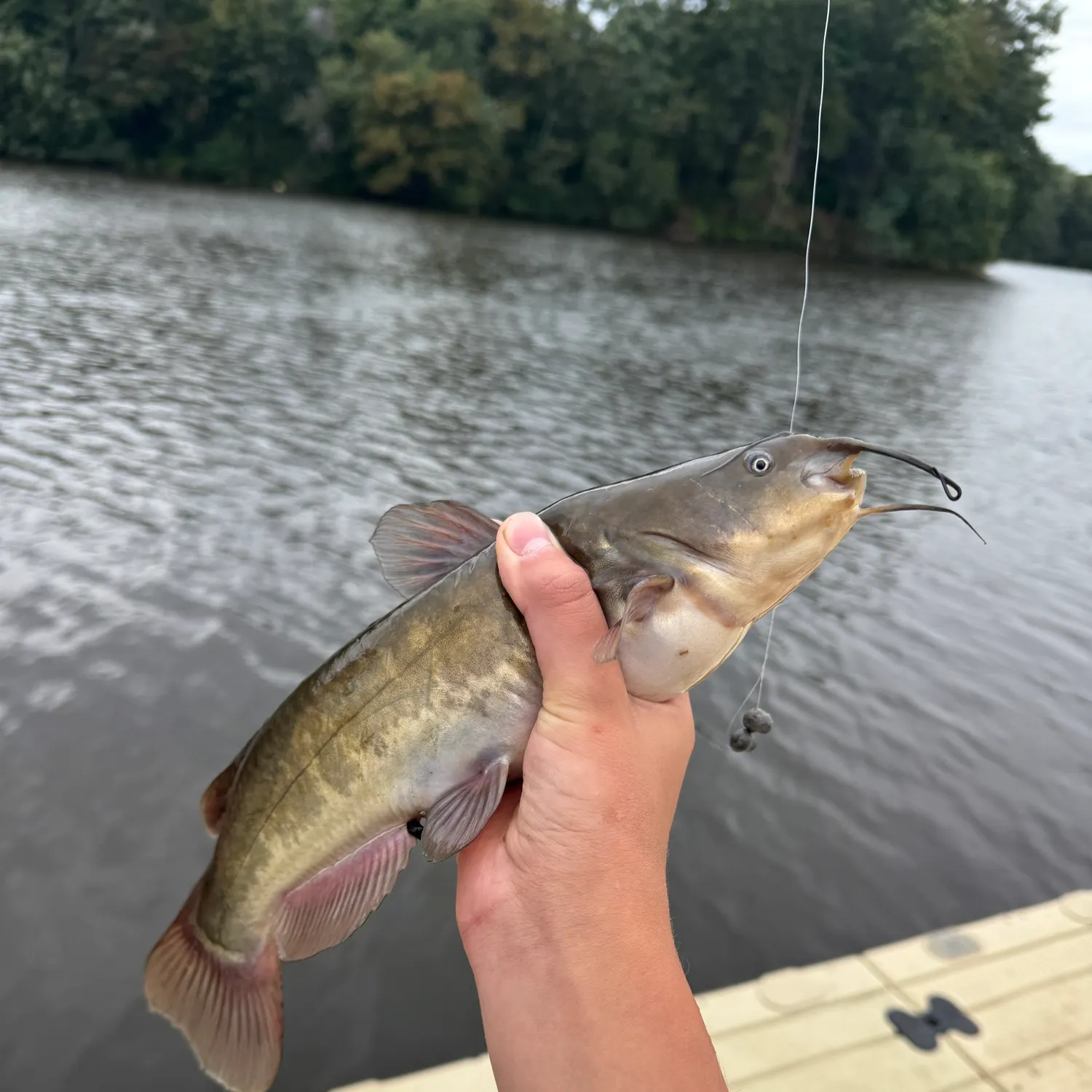 Brown bullhead caught on Fishbrain