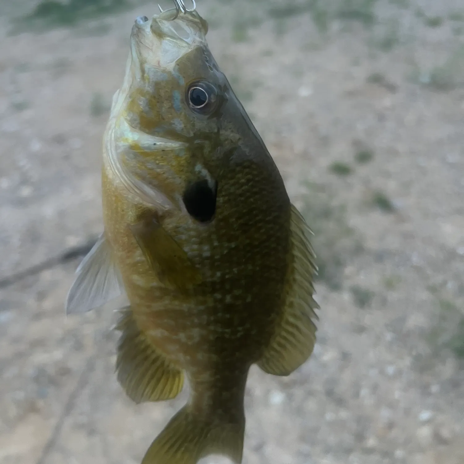 Pumpkinseed caught on Fishbrain