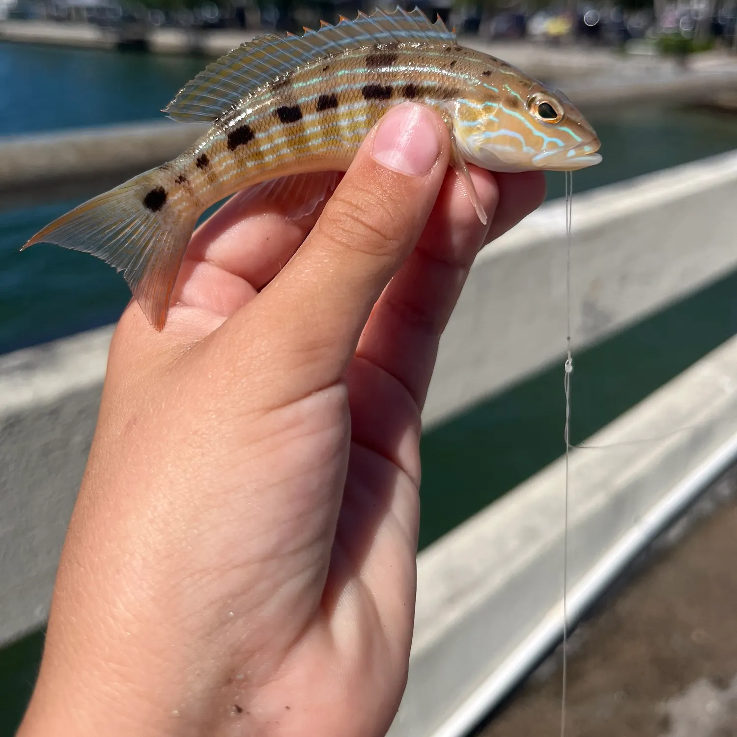 The most recent Sand perch catches on Fishbrain