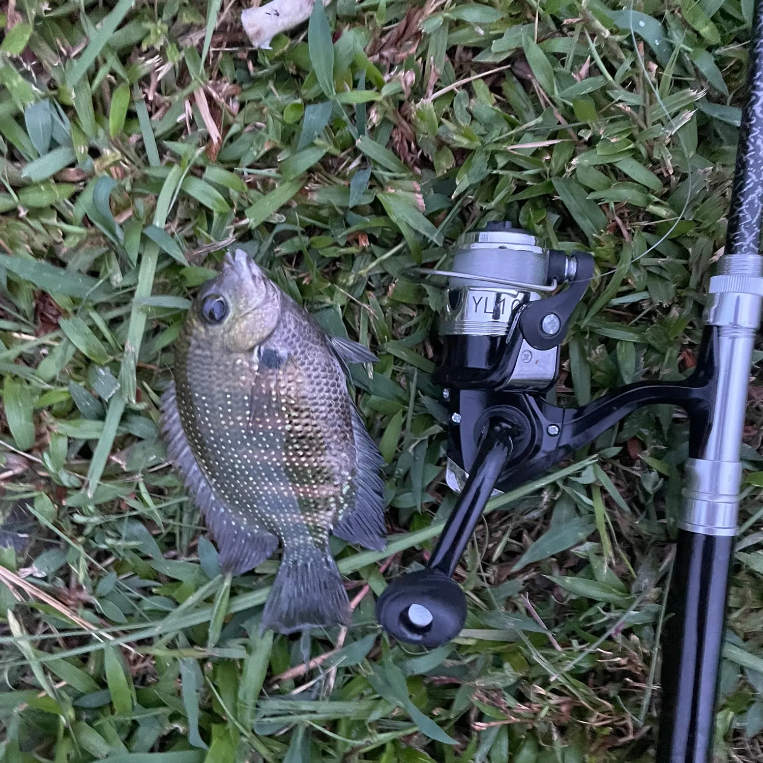 Pearlspot caught on Fishbrain