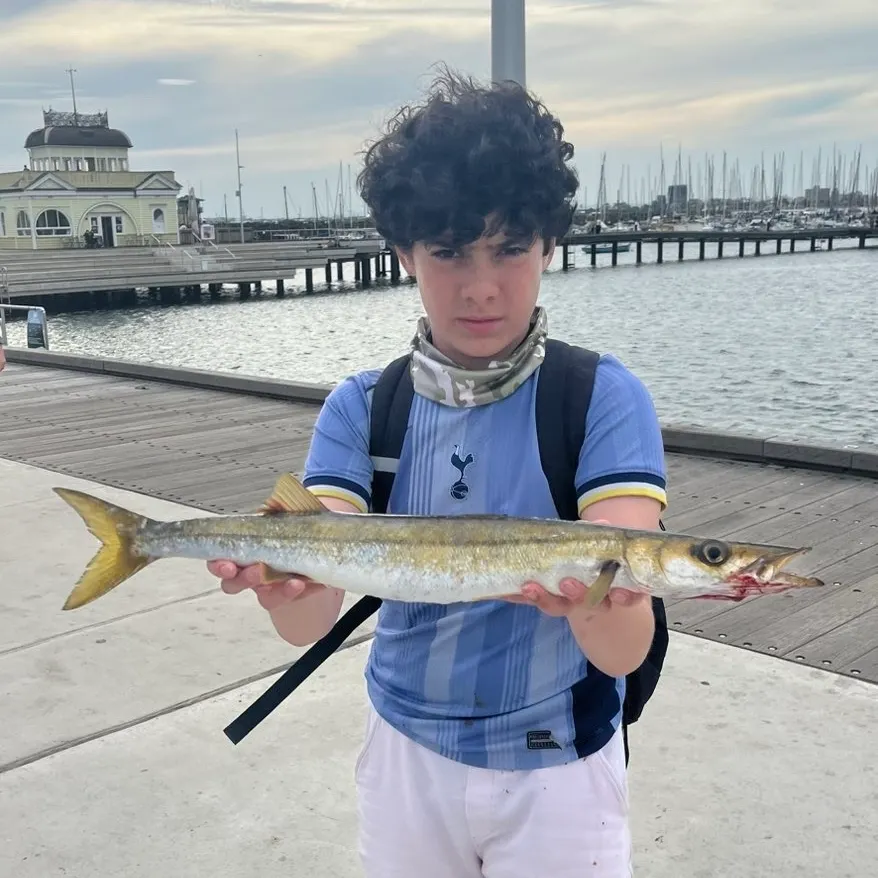 Australian barracuda caught on Fishbrain