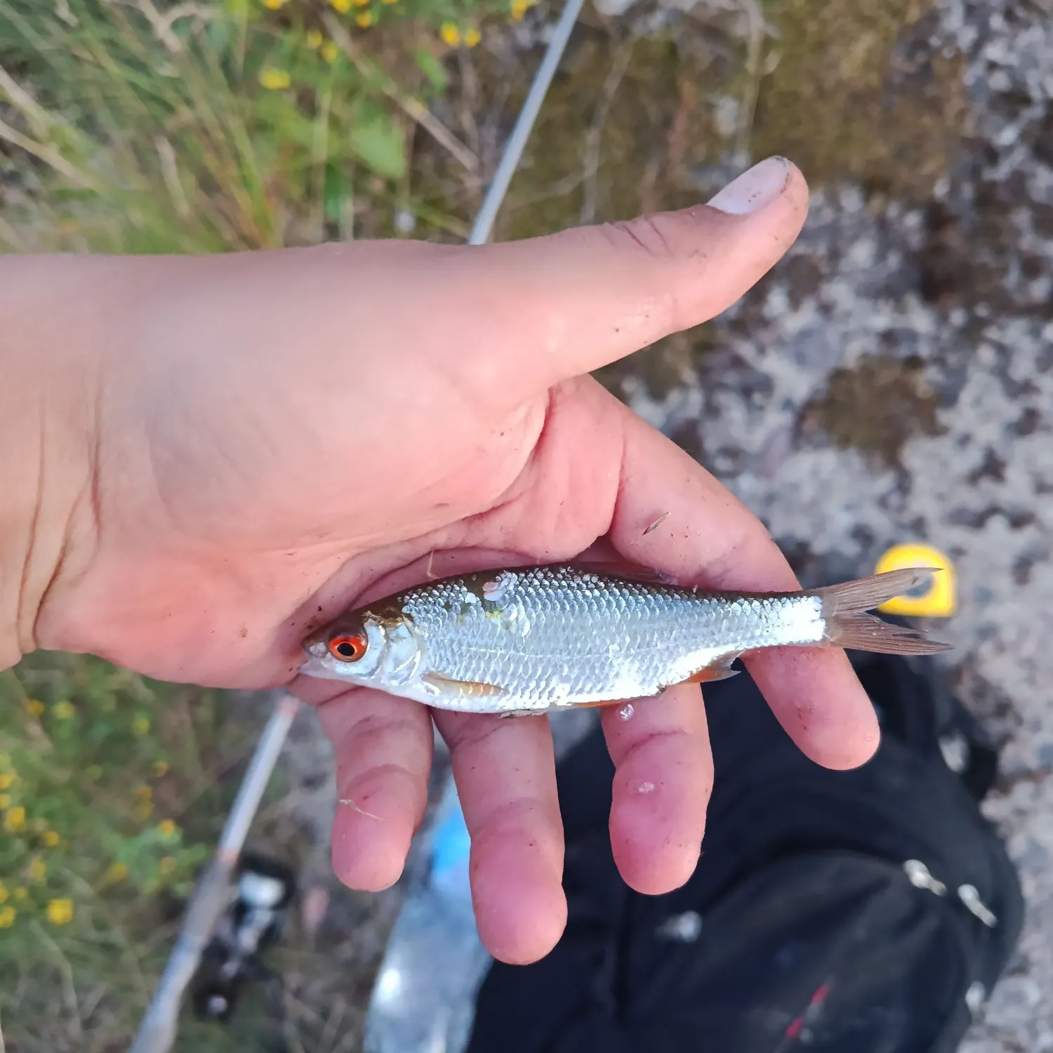 Common roach caught on Fishbrain