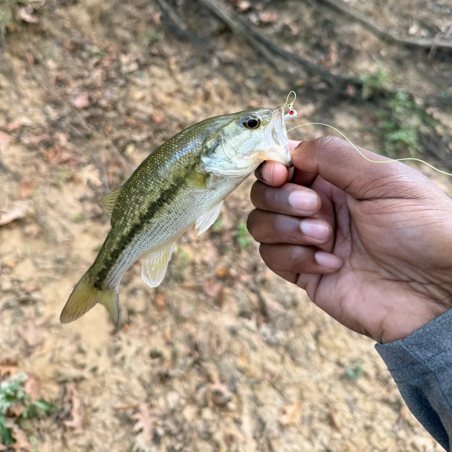 Spotted bass caught on Fishbrain