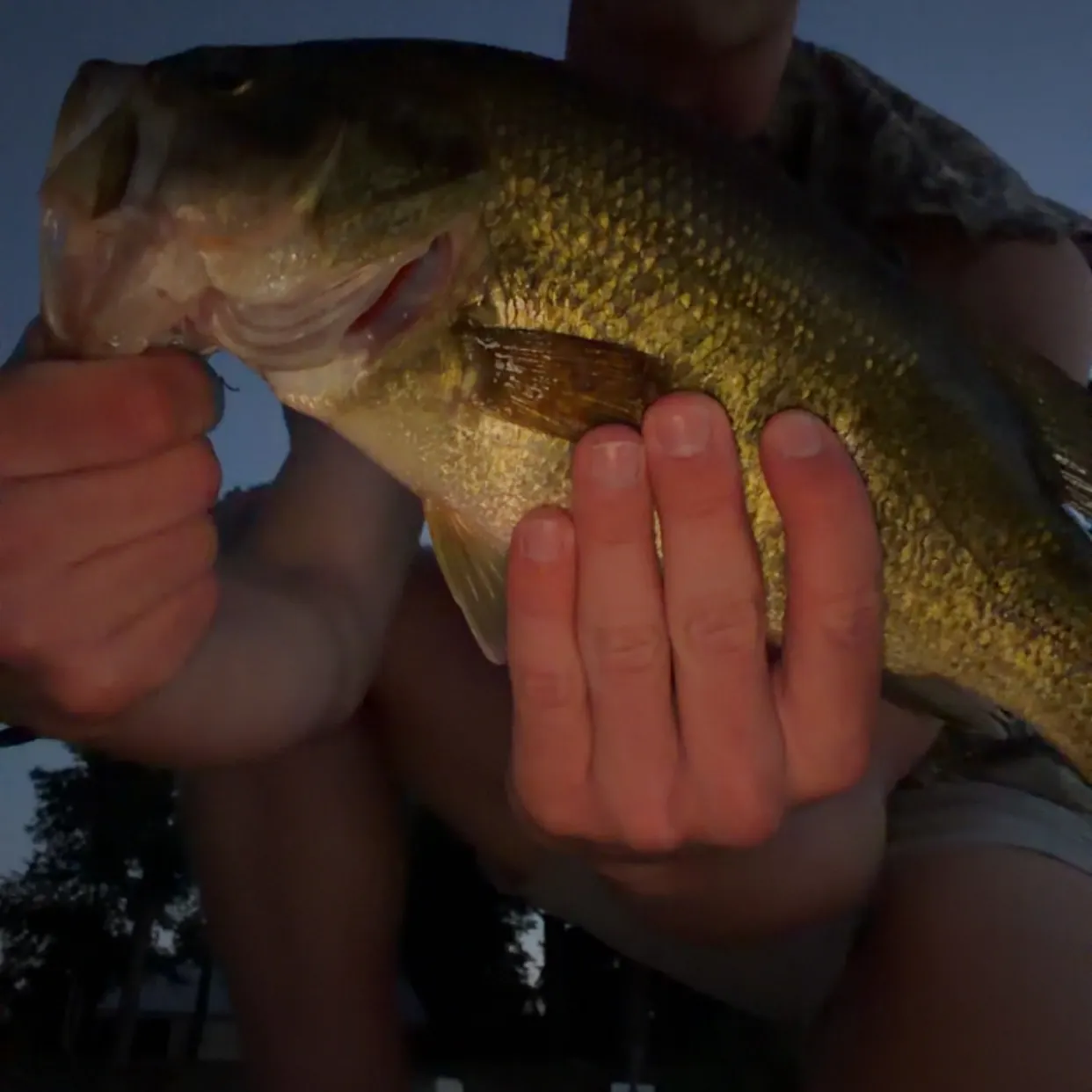 Largemouth bass caught on Fishbrain