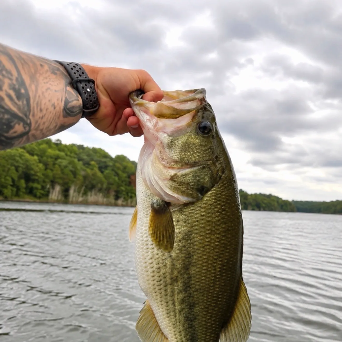 Largemouth bass caught on Fishbrain