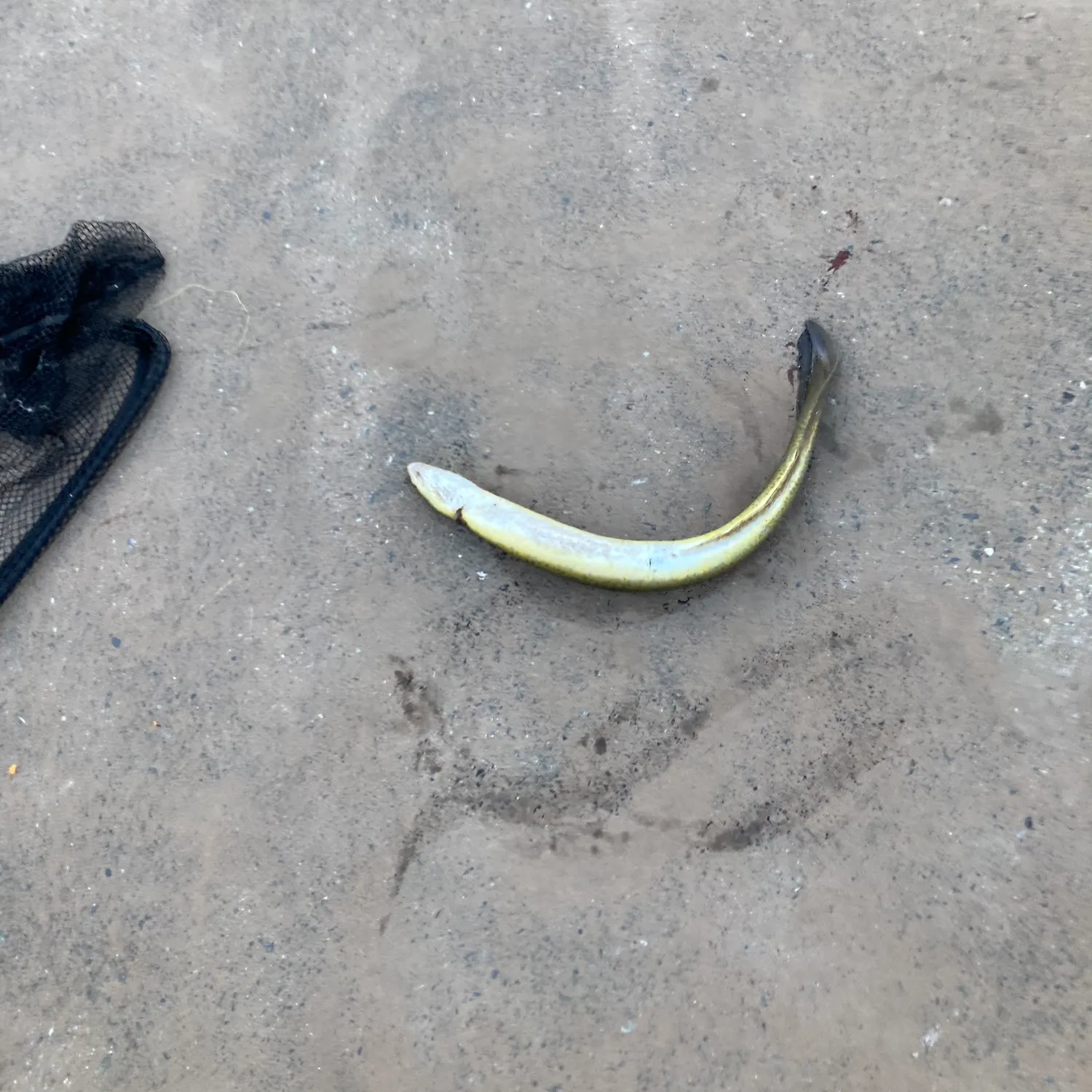 The most recent Speckled longfin eel catches on Fishbrain