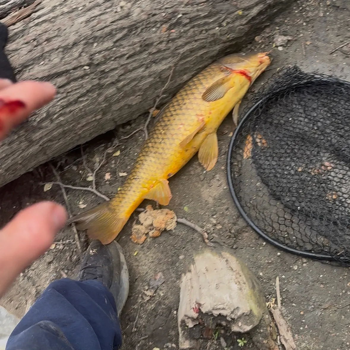 catch