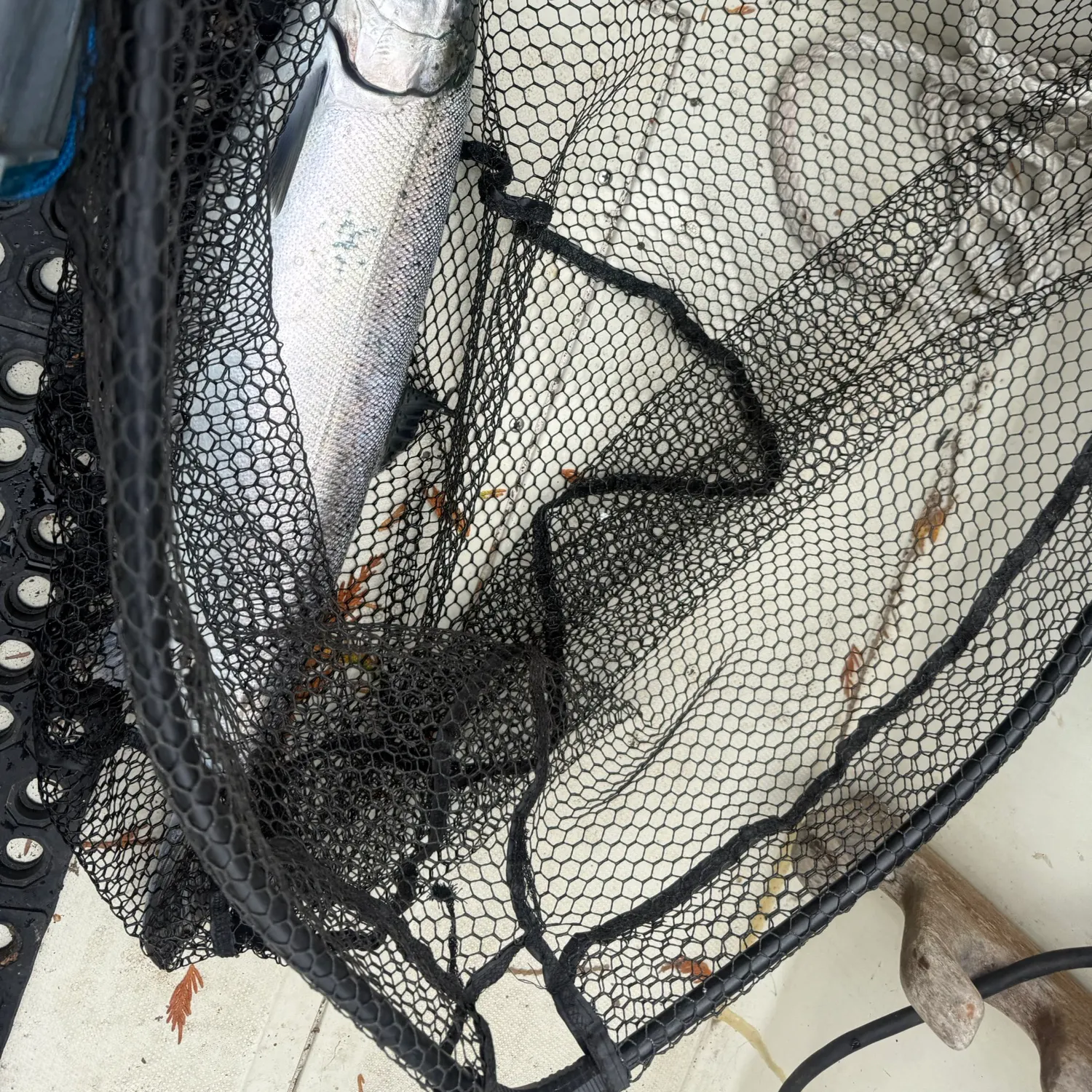 Coho salmon caught on Fishbrain