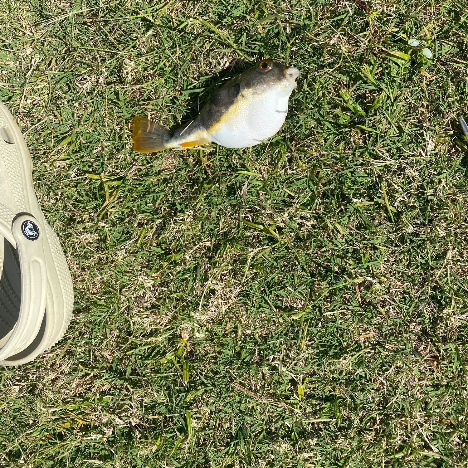 Riche's toadfish caught on Fishbrain