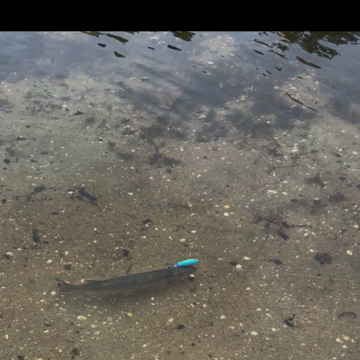 Chain pickerel caught on Fishbrain