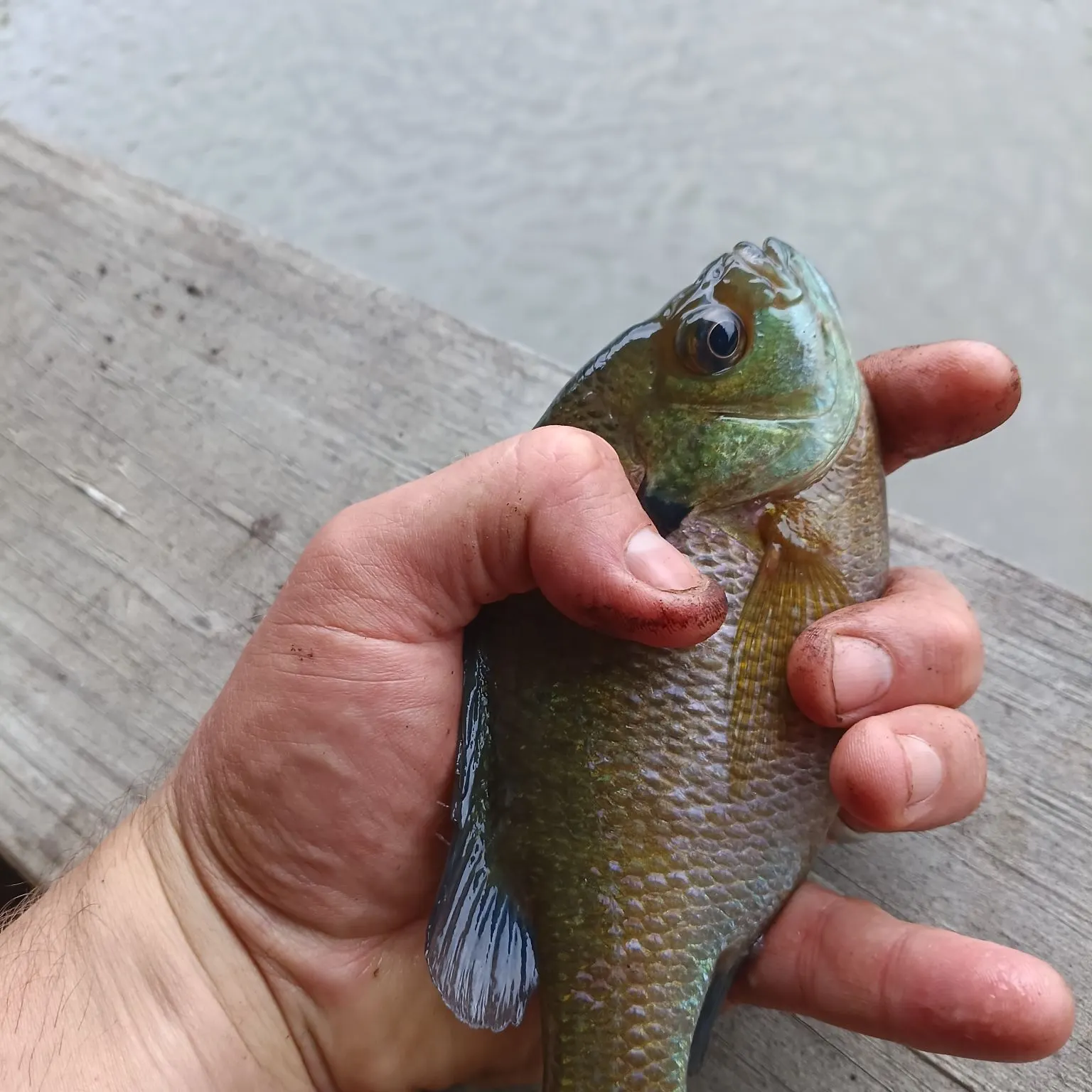 Bluegill caught on Fishbrain