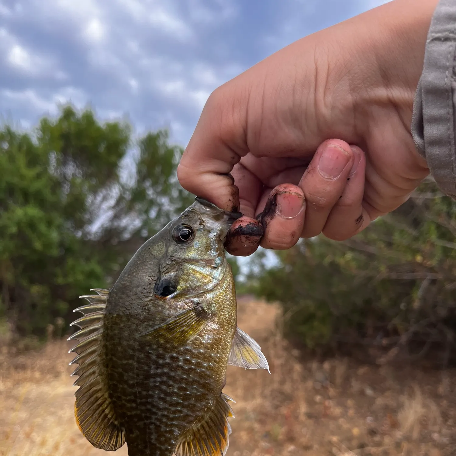 The most recent Redear sunfish catches on Fishbrain