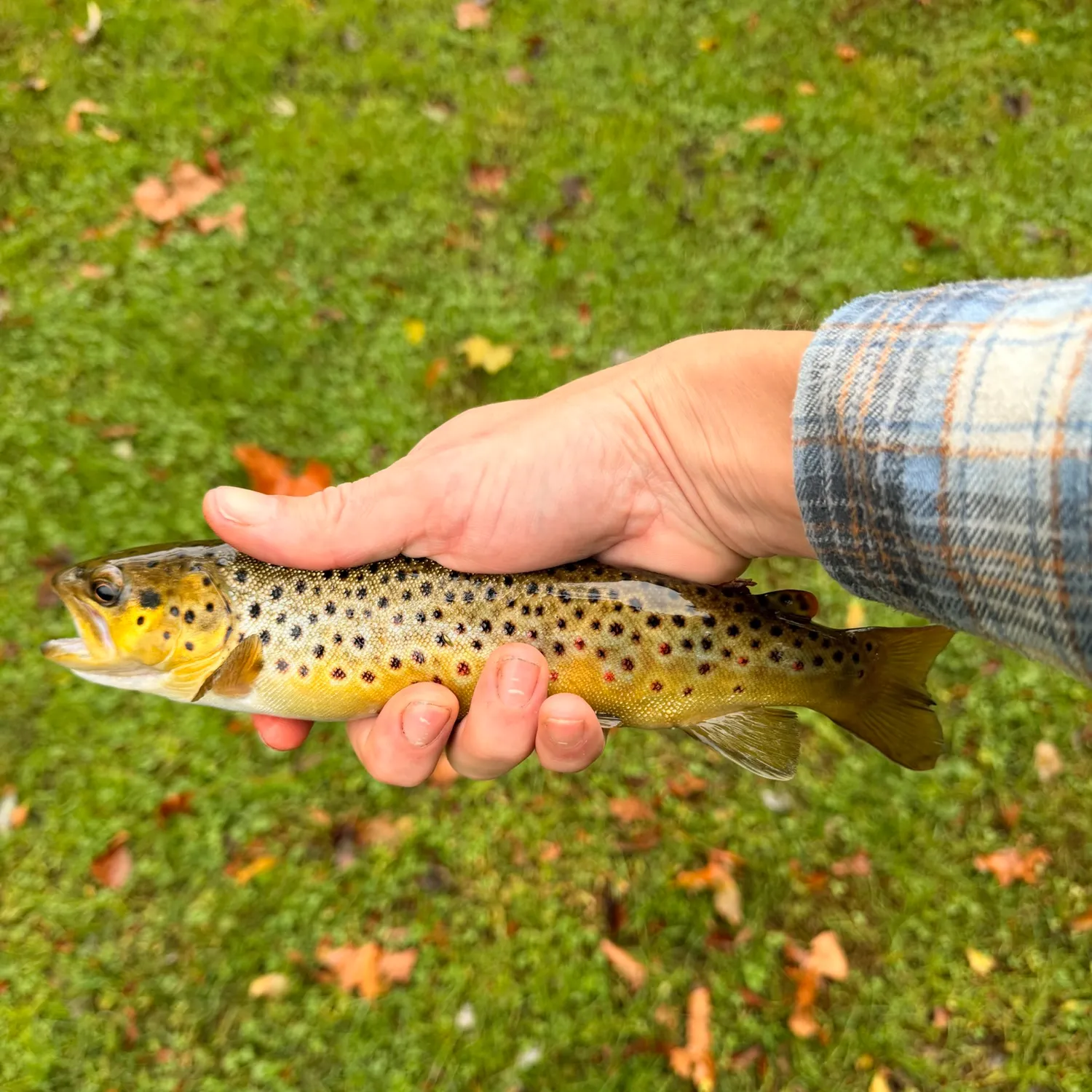 Brown trout caught on Fishbrain