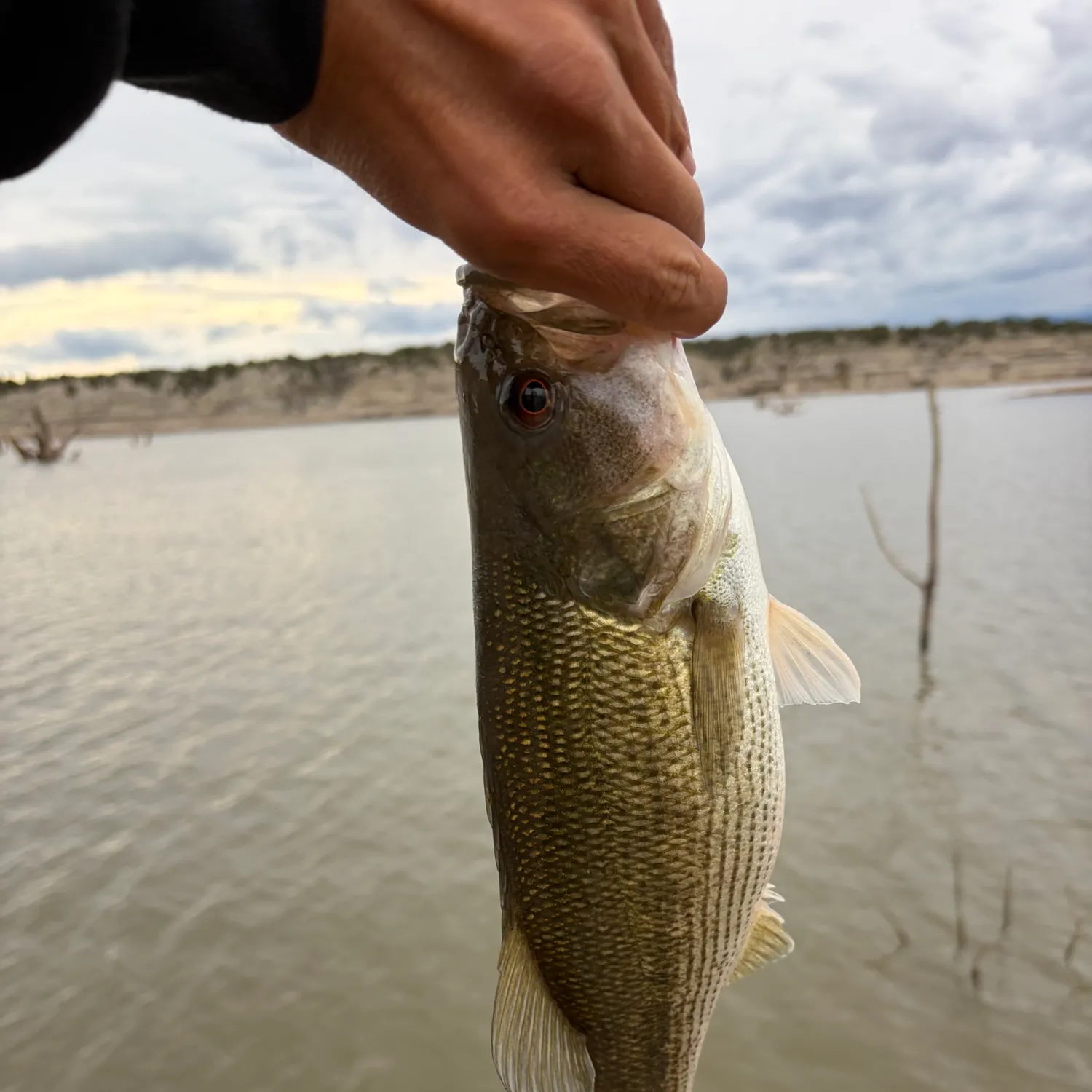 Spotted bass caught on Fishbrain
