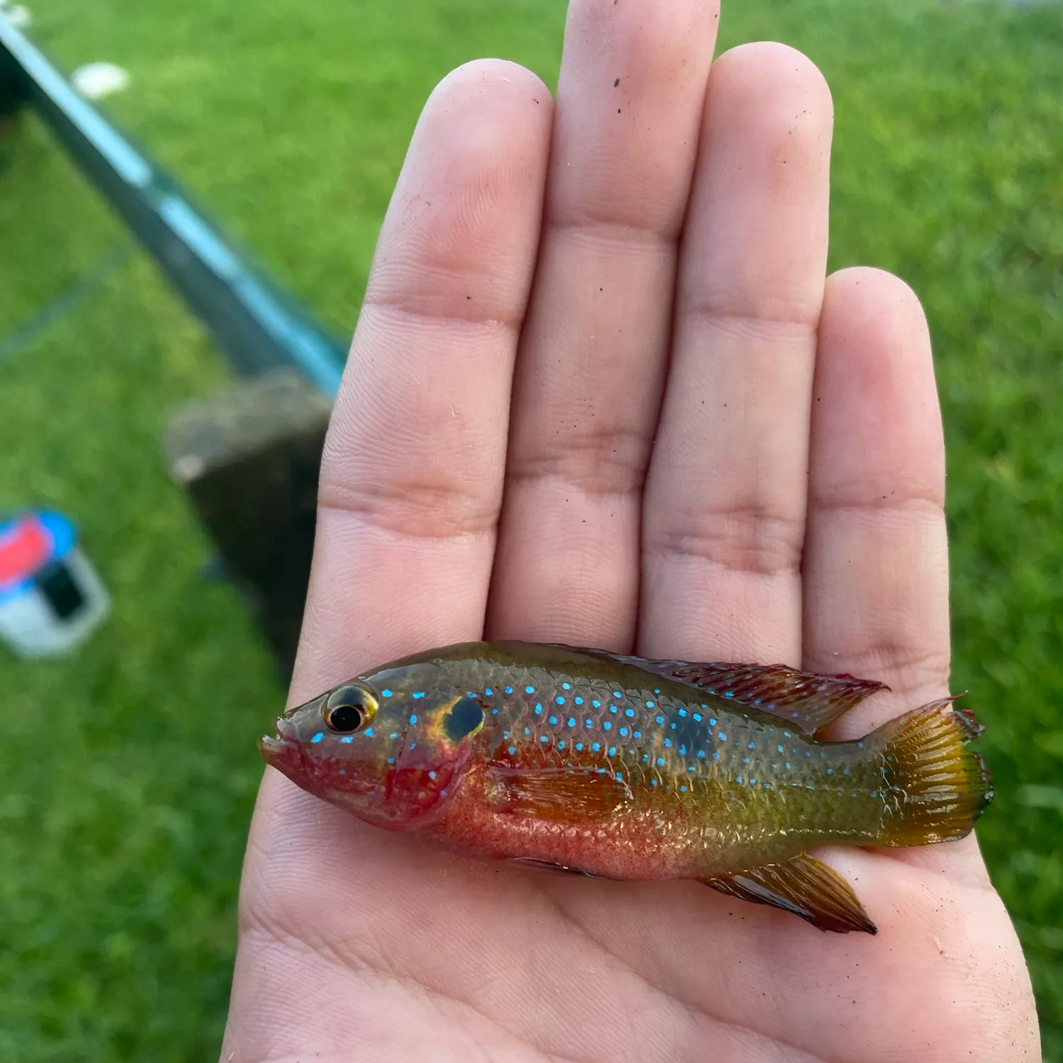 The most recent African Jewelfish catches on Fishbrain