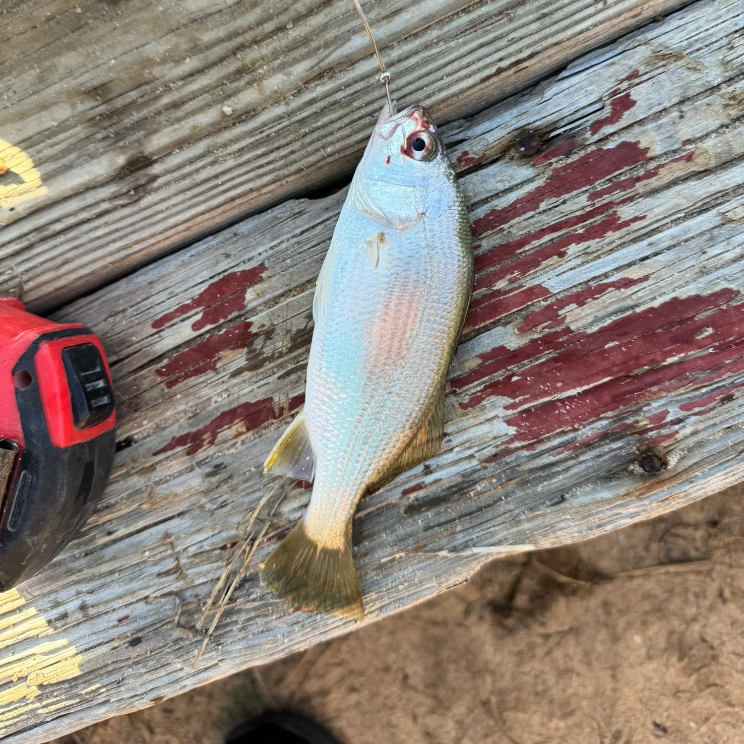 The most recent Silver perch catches on Fishbrain
