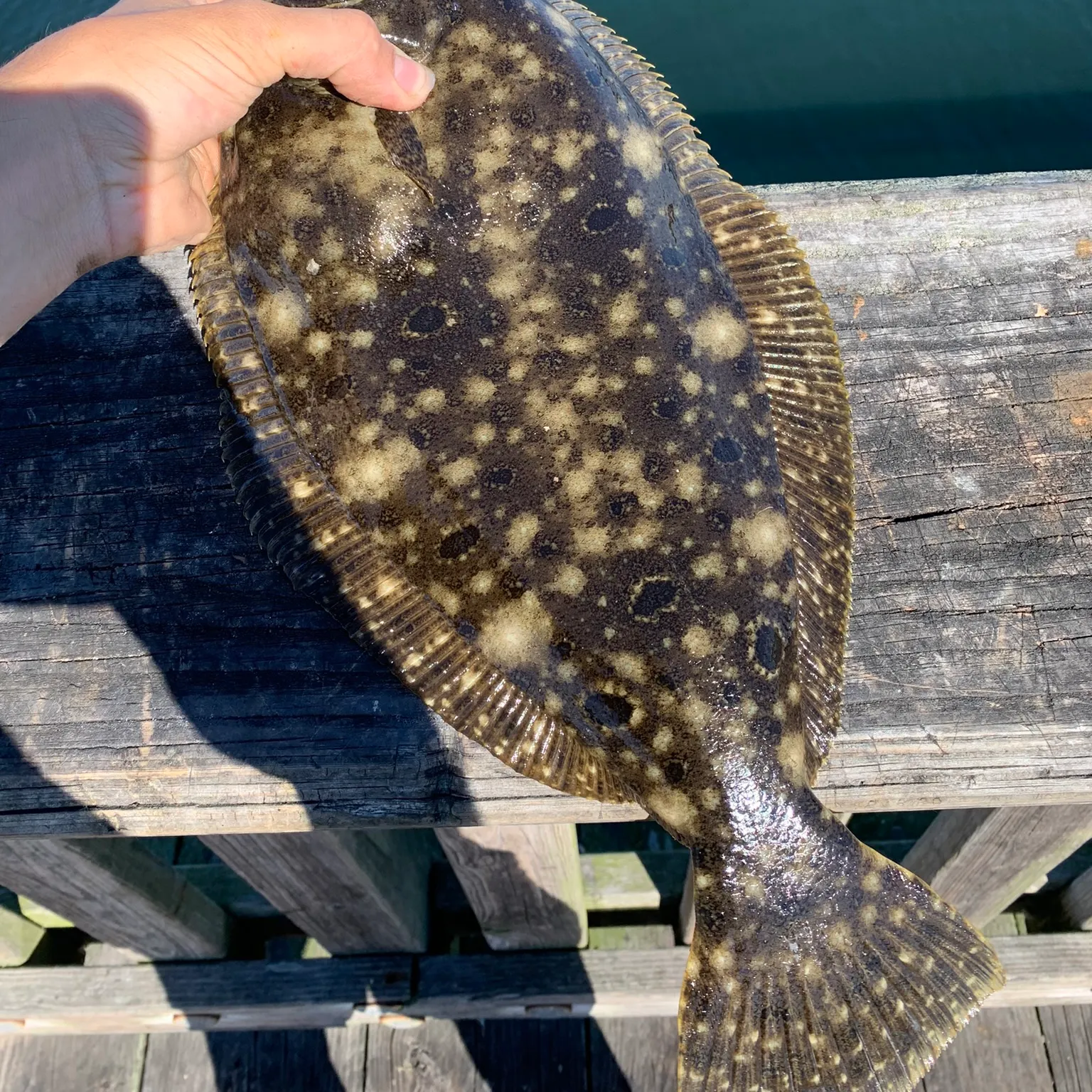 The most recent Summer flounder catches on Fishbrain