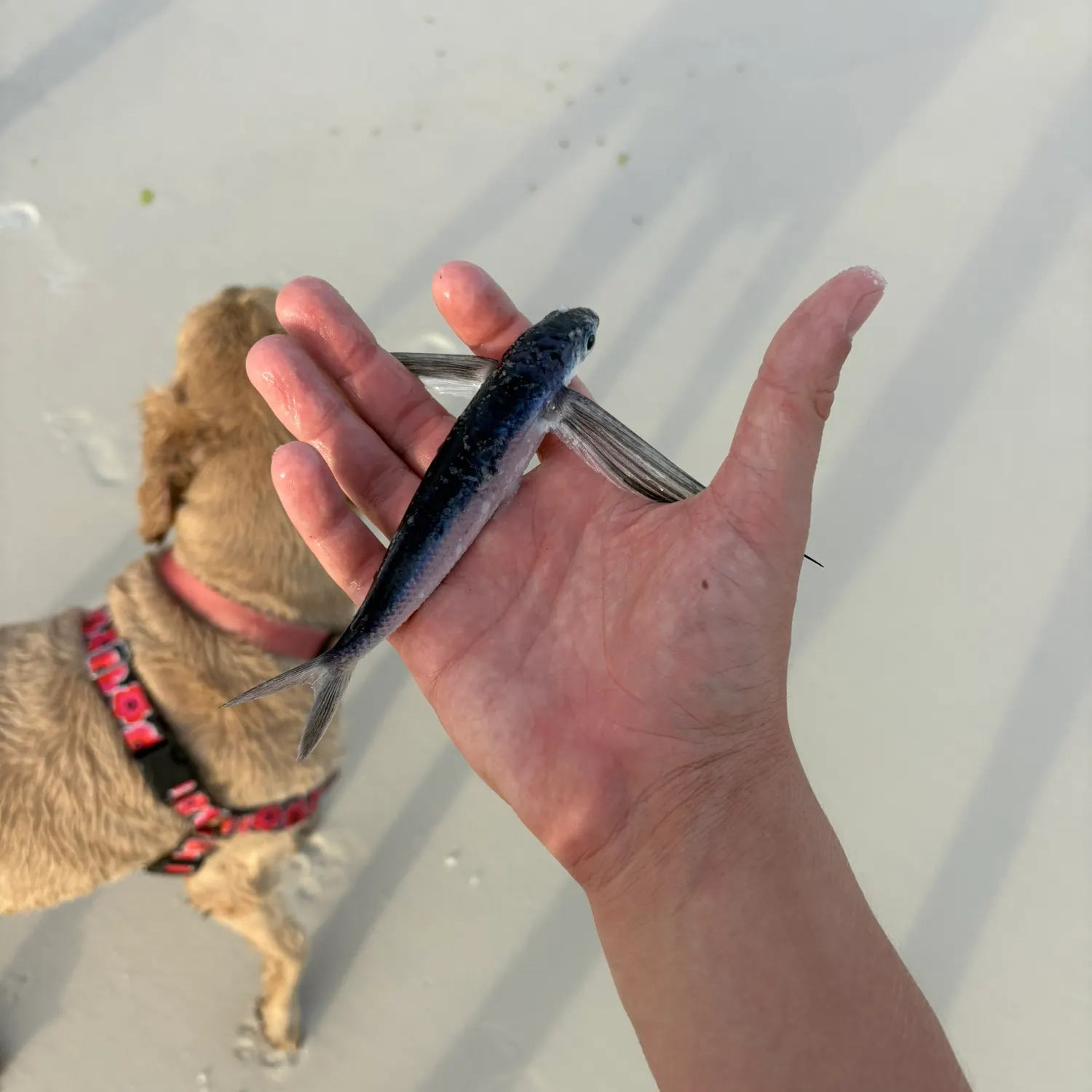 The most recent Sailfin flyingfish catches on Fishbrain