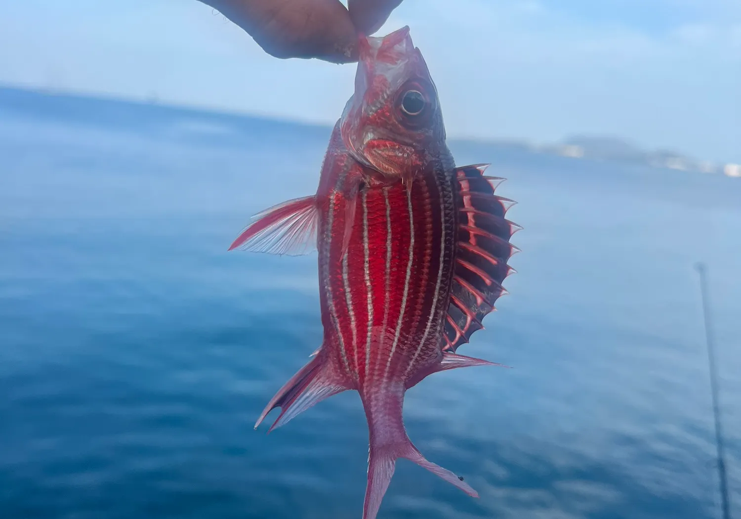 Crown squirrelfish