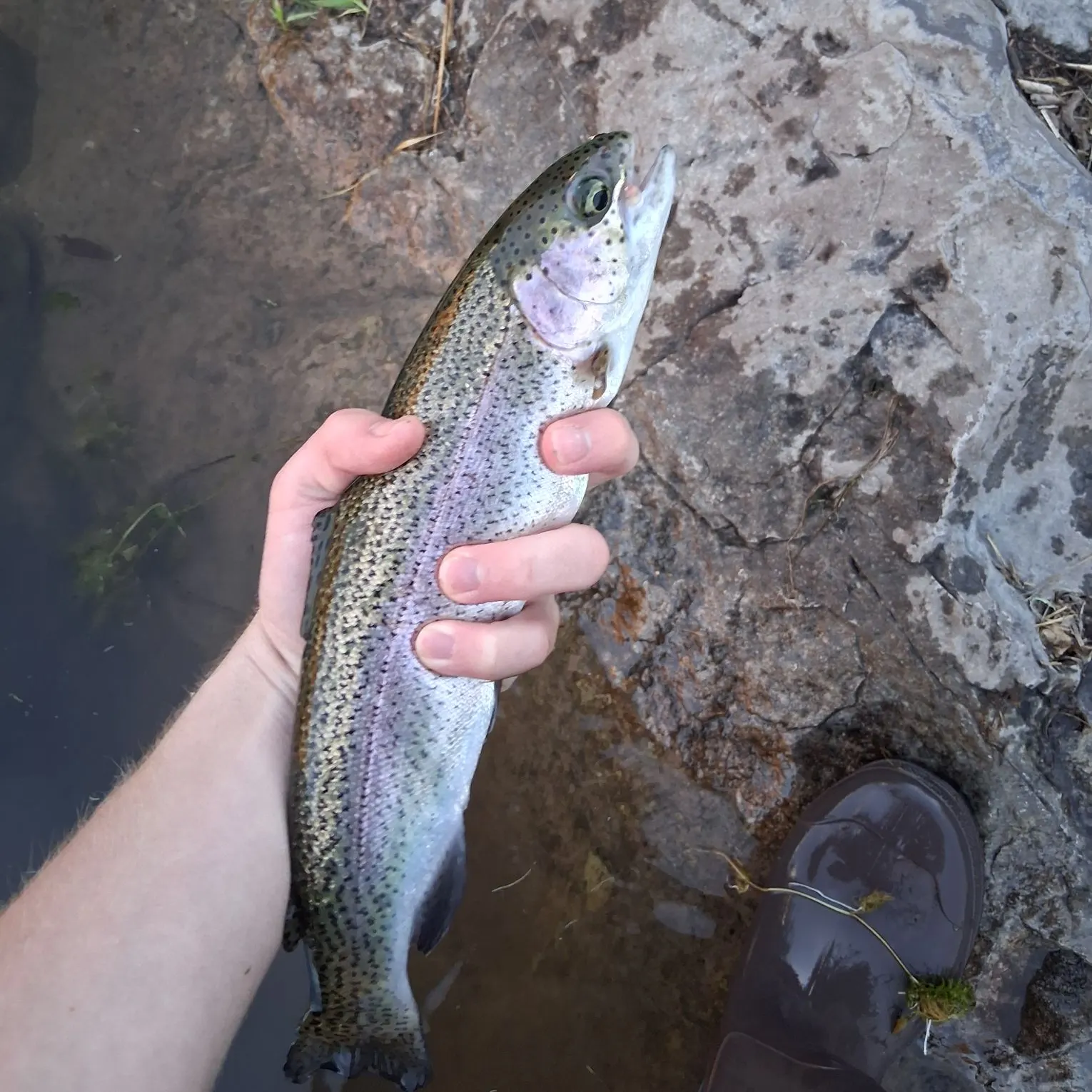 Rainbow trout caught on Fishbrain