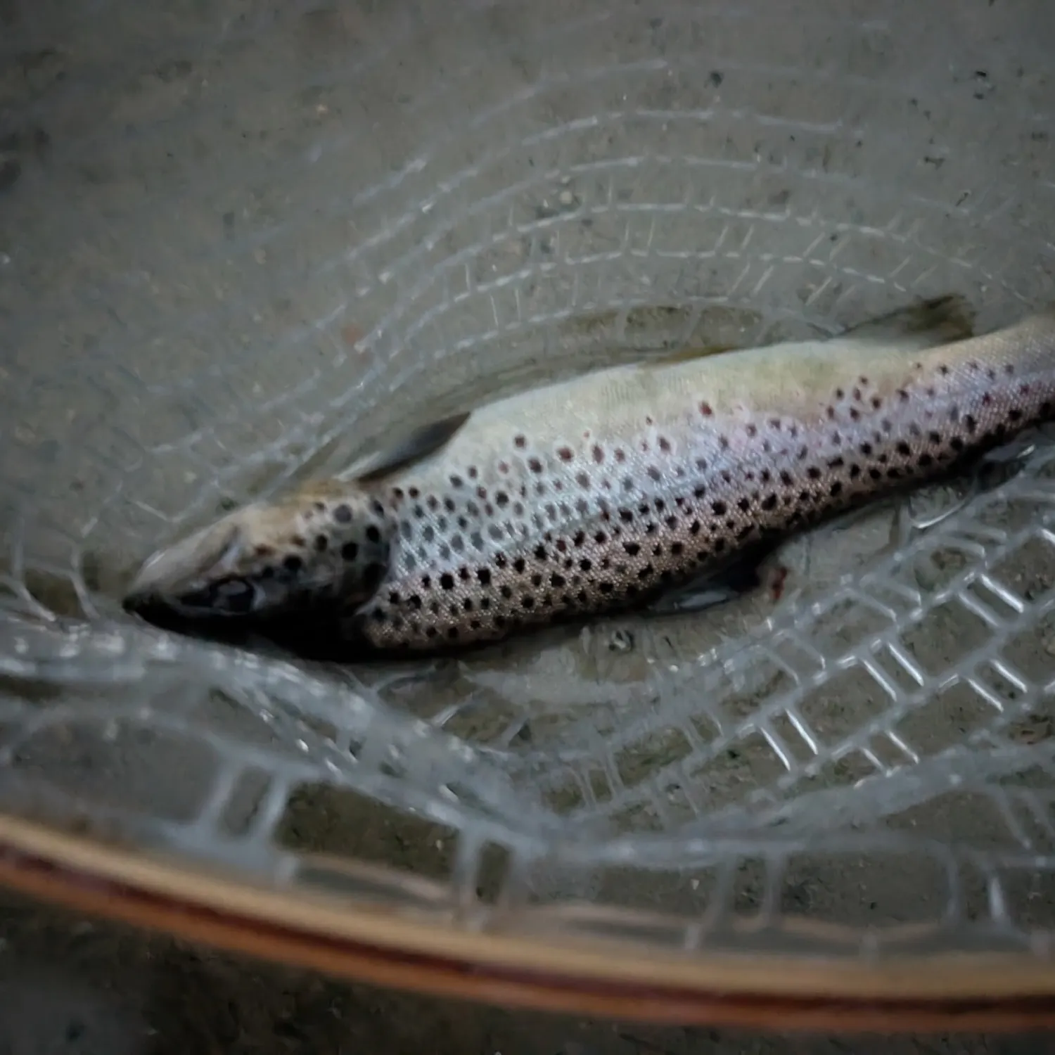 Brown trout caught on Fishbrain