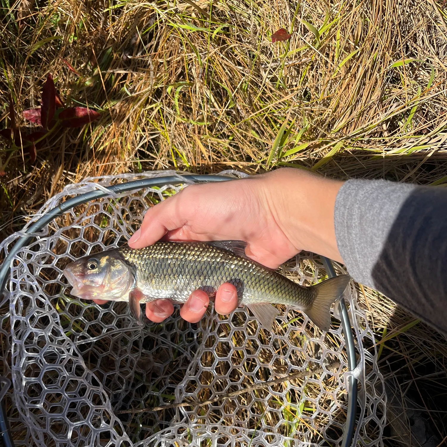 Fallfish caught on Fishbrain