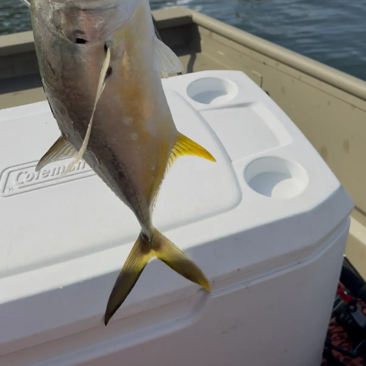 The most recent Pacific crevalle jack catches on Fishbrain