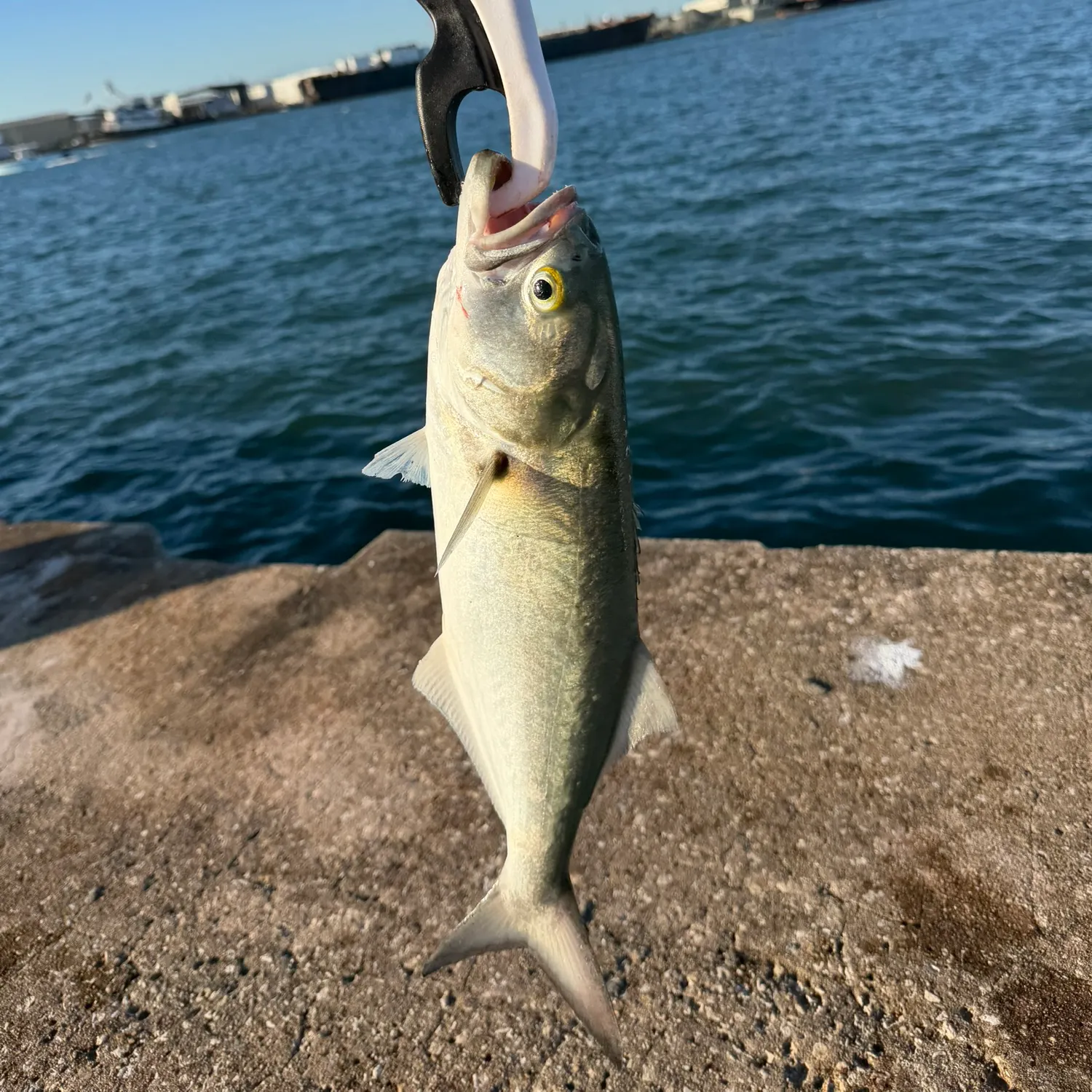 Bluefish caught on Fishbrain