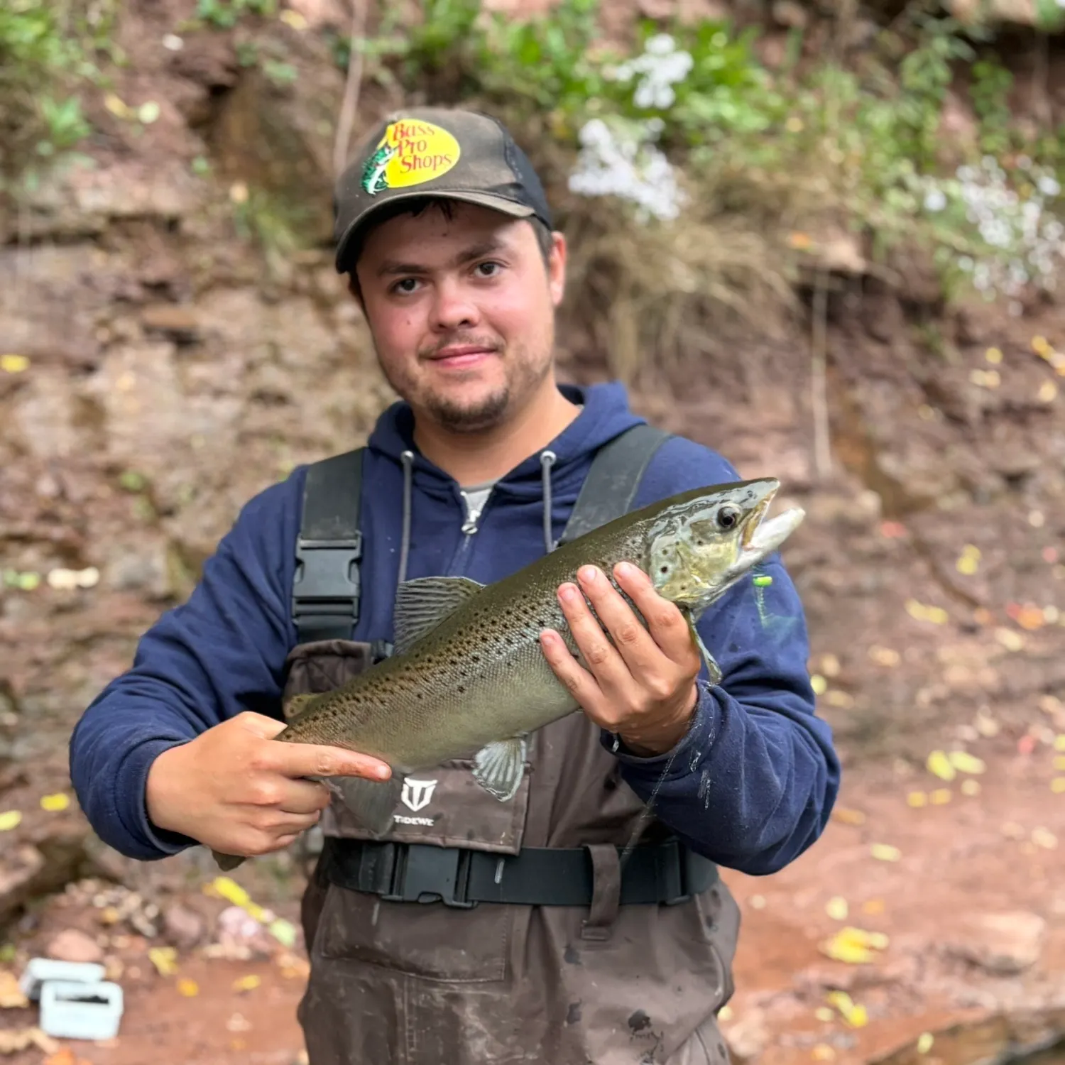 Brown trout caught on Fishbrain