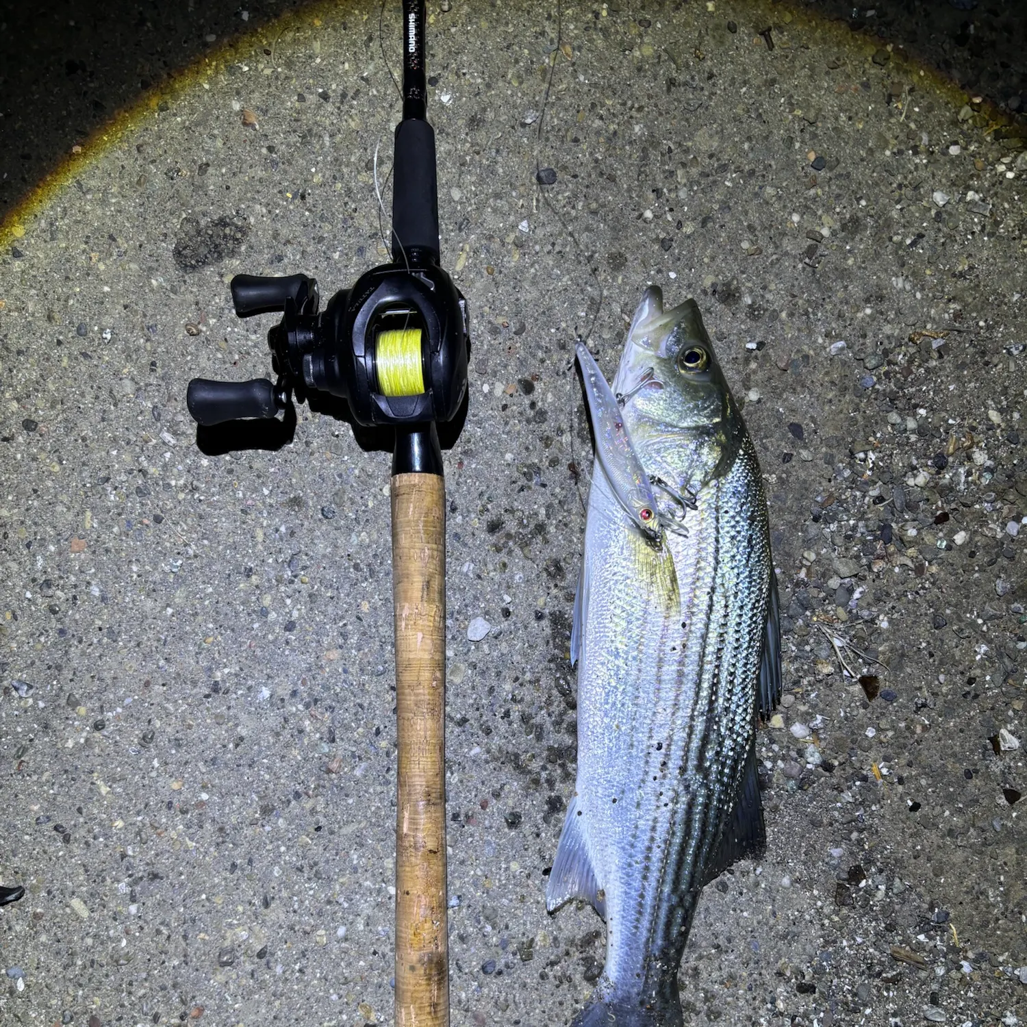 Striped bass caught on Fishbrain