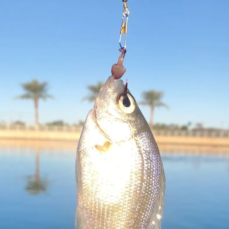 The most recent Irish mojarra catches on Fishbrain