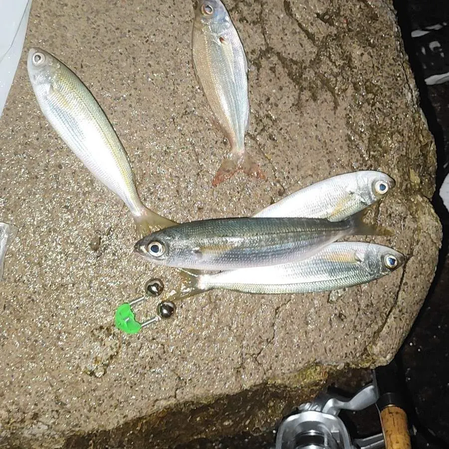 The most recent Bogue catches on Fishbrain