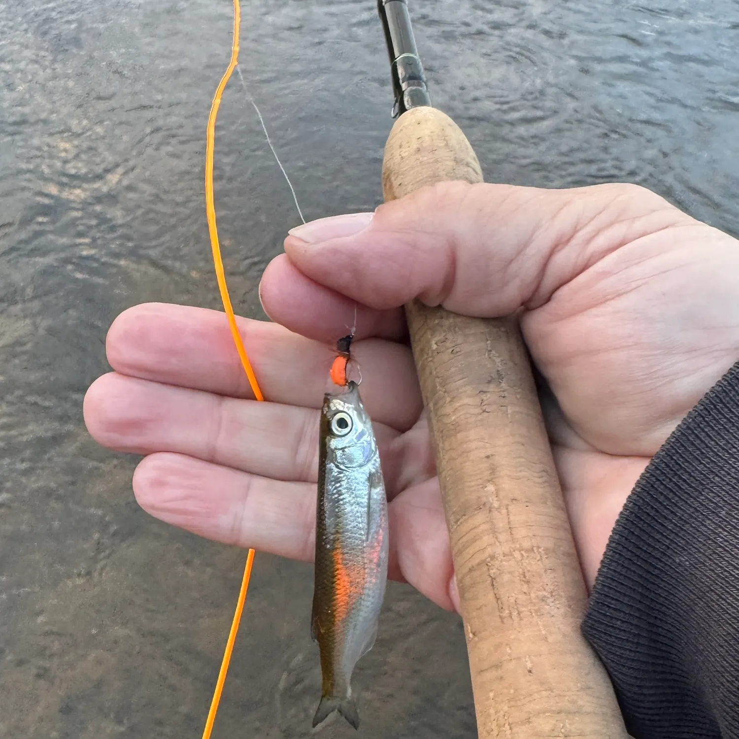 The most recent Common bleak catches on Fishbrain