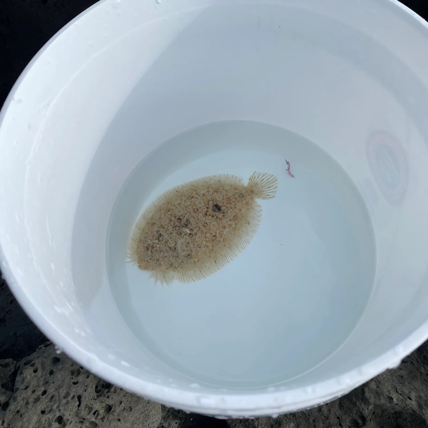 The most recent Largetooth flounder catches on Fishbrain